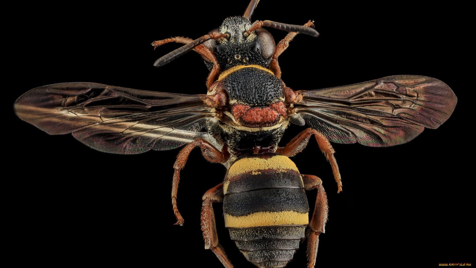 животные, насекомые, насекомое, макросъемка