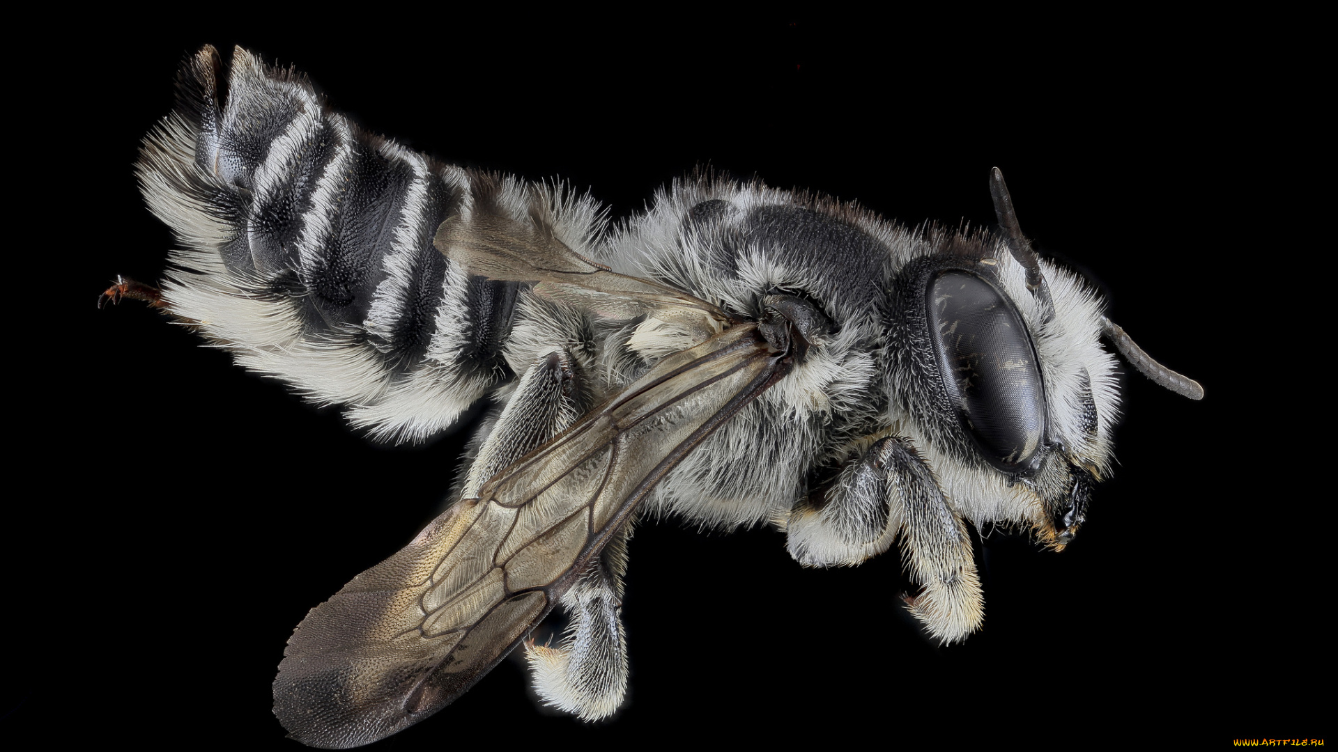 животные, насекомые, насекомое, макросъемка