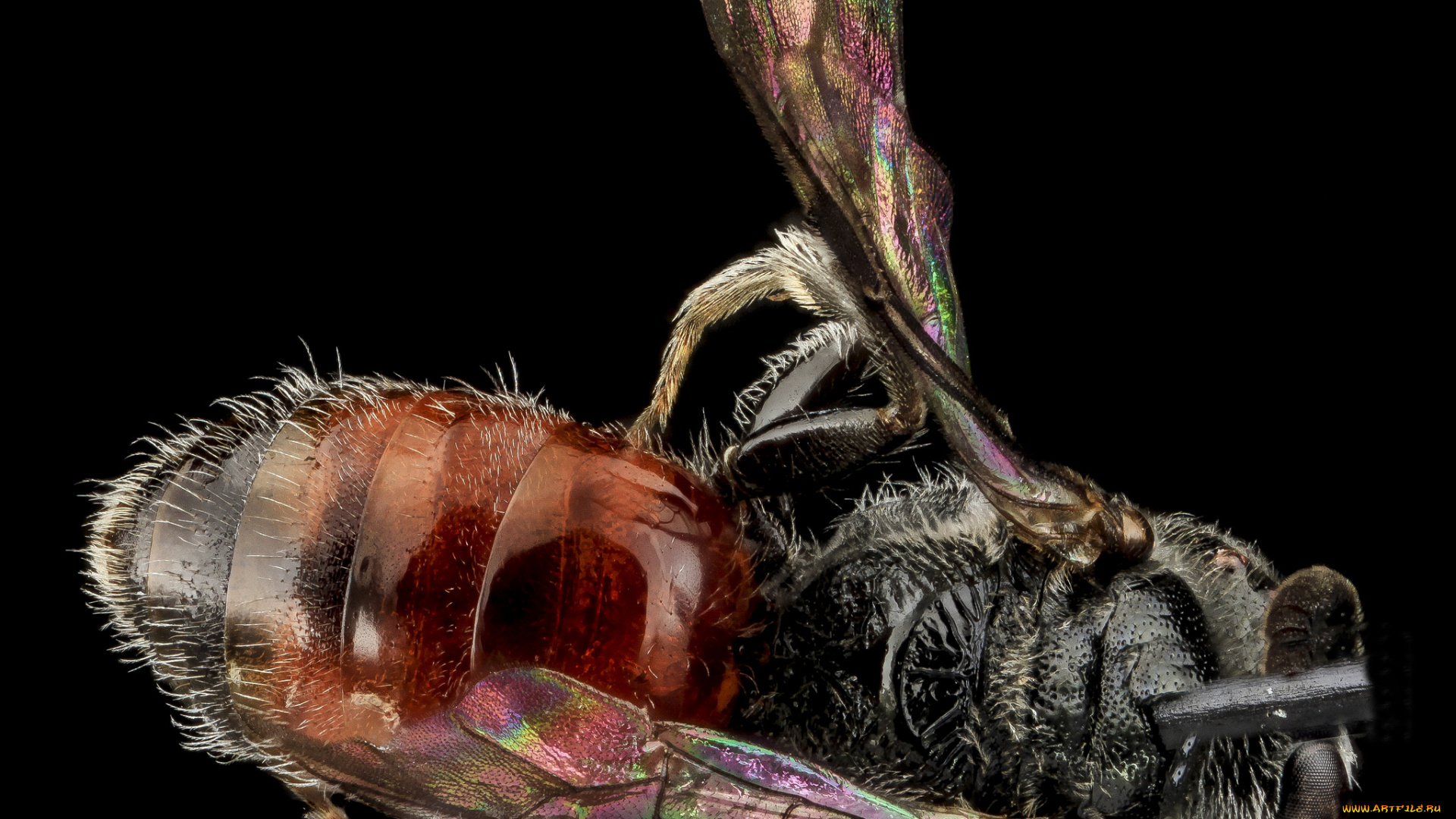 животные, насекомые, насекомое, макросъемка