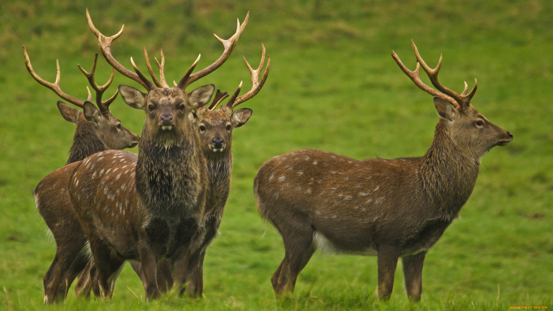животные, олени, рога