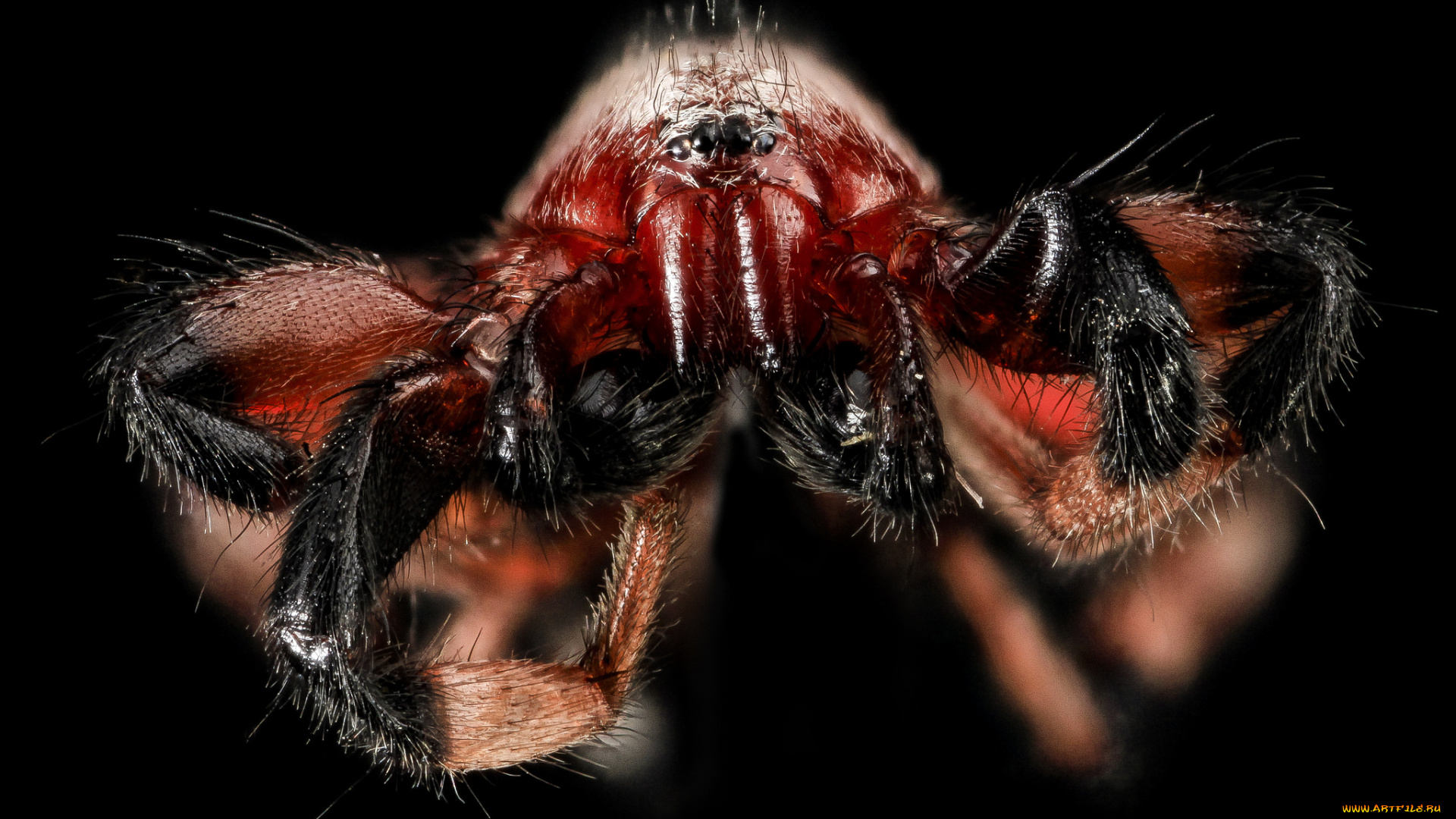 животные, пауки, насекомое, макросъемка