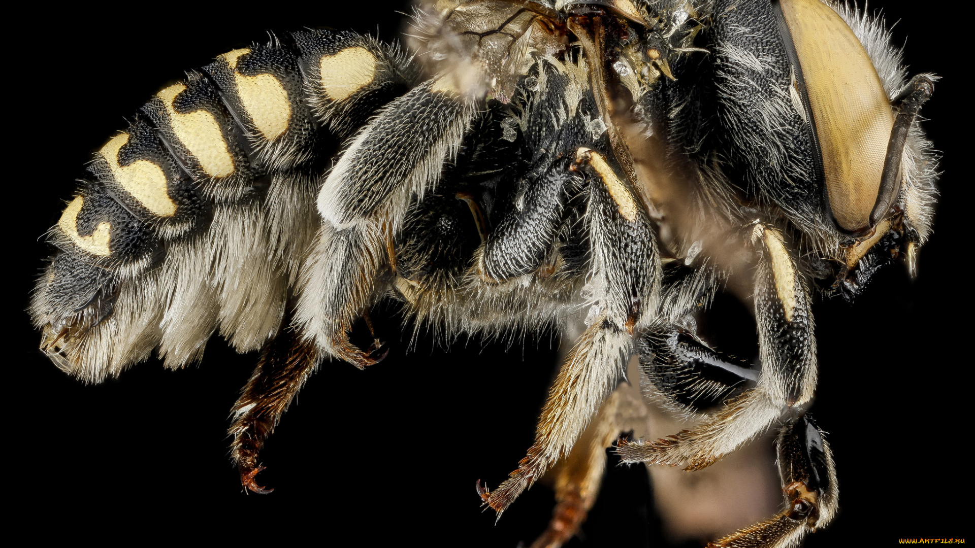 животные, пчелы, , осы, , шмели, макросъемка, насекомое