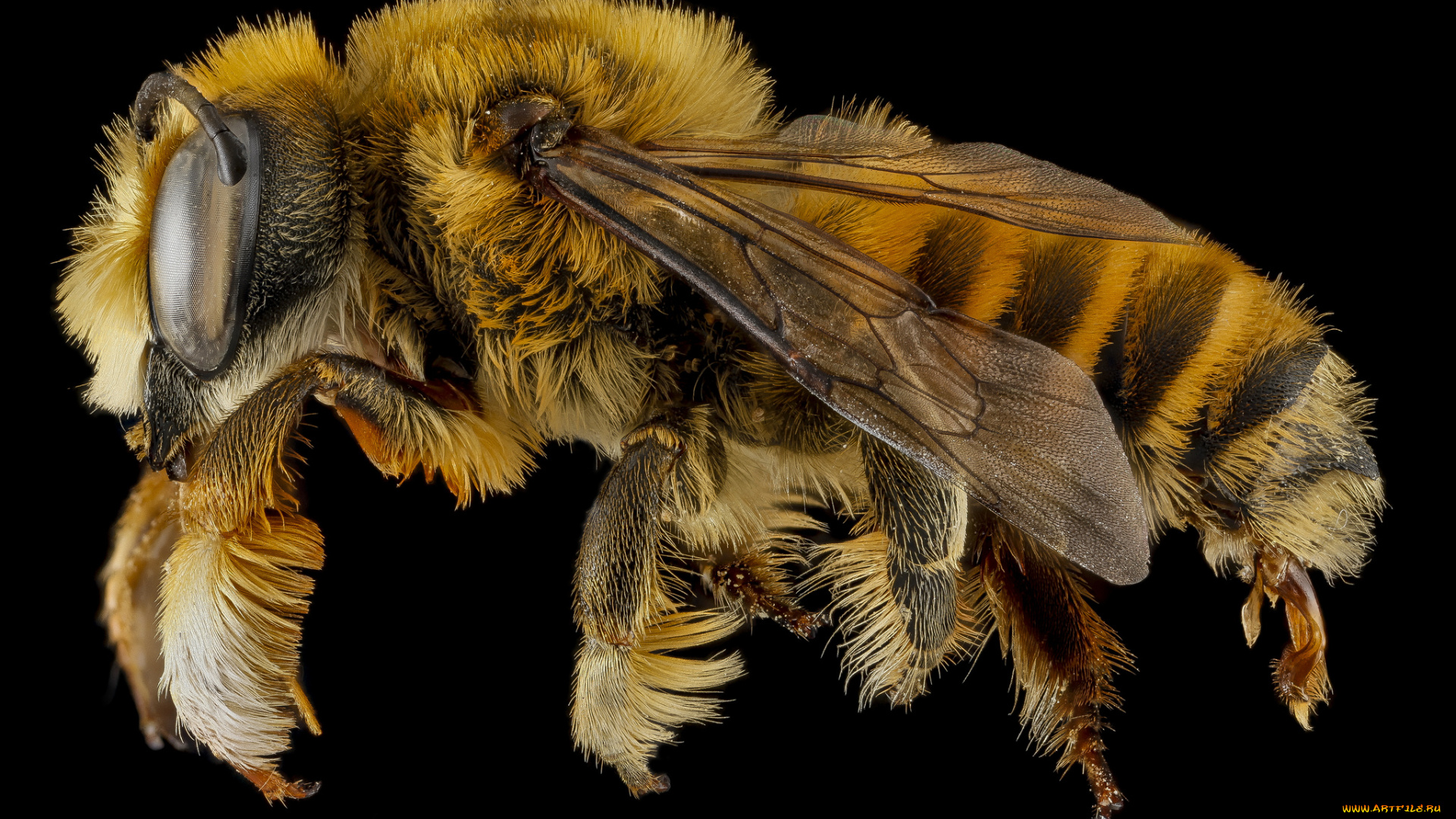 животные, пчелы, , осы, , шмели, макросъемка, насекомое