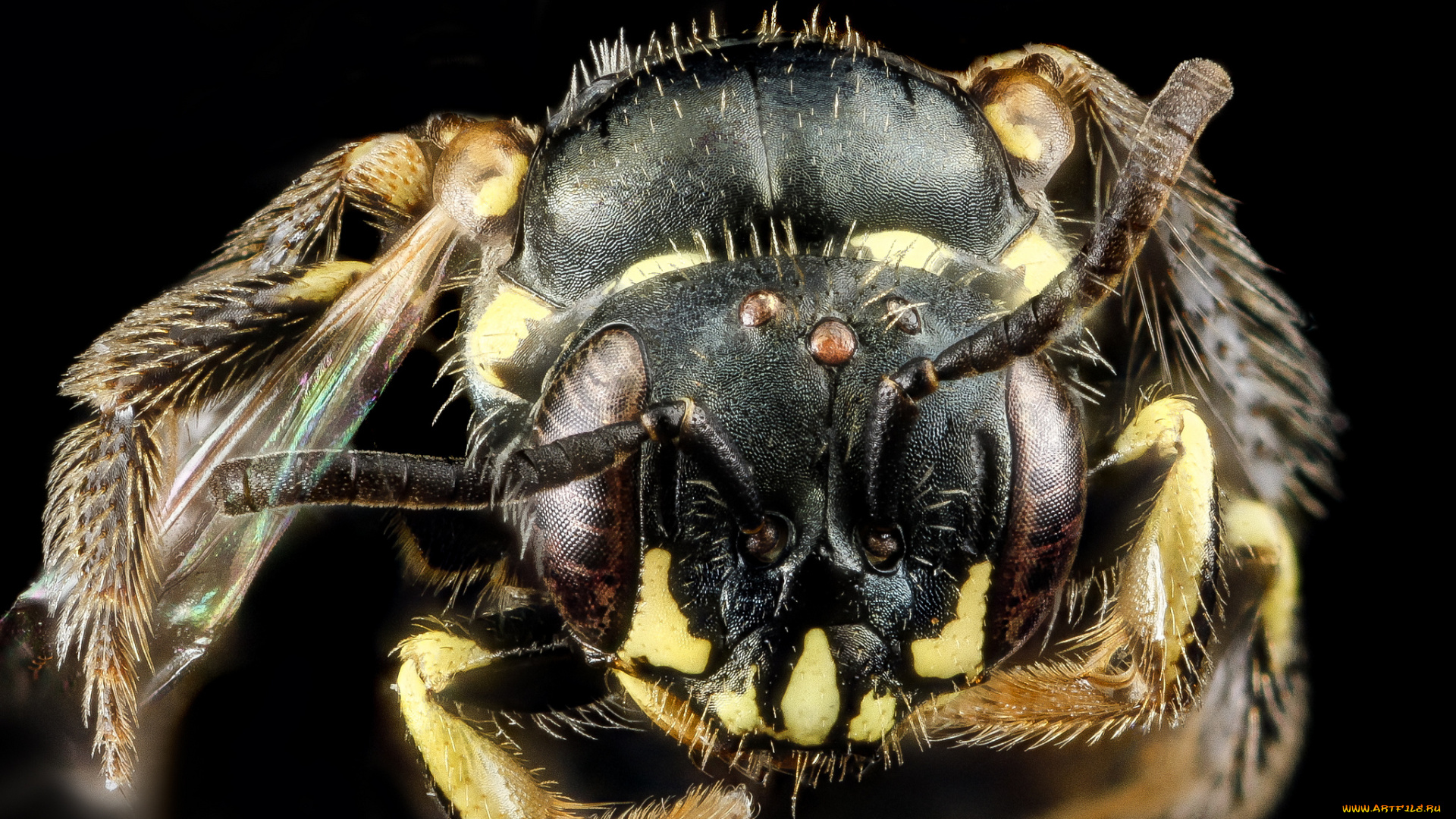 животные, пчелы, , осы, , шмели, насекомое, макросъемка