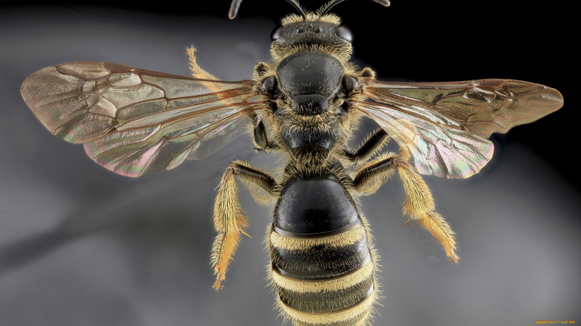 животные, пчелы, , осы, , шмели, насекомое, макросъемка