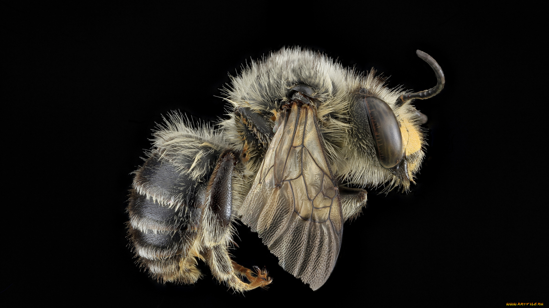 животные, пчелы, , осы, , шмели, насекомое, макросъемка