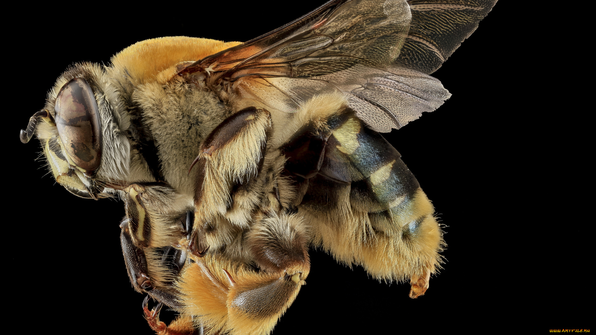 животные, пчелы, , осы, , шмели, насекомое, макросъемка