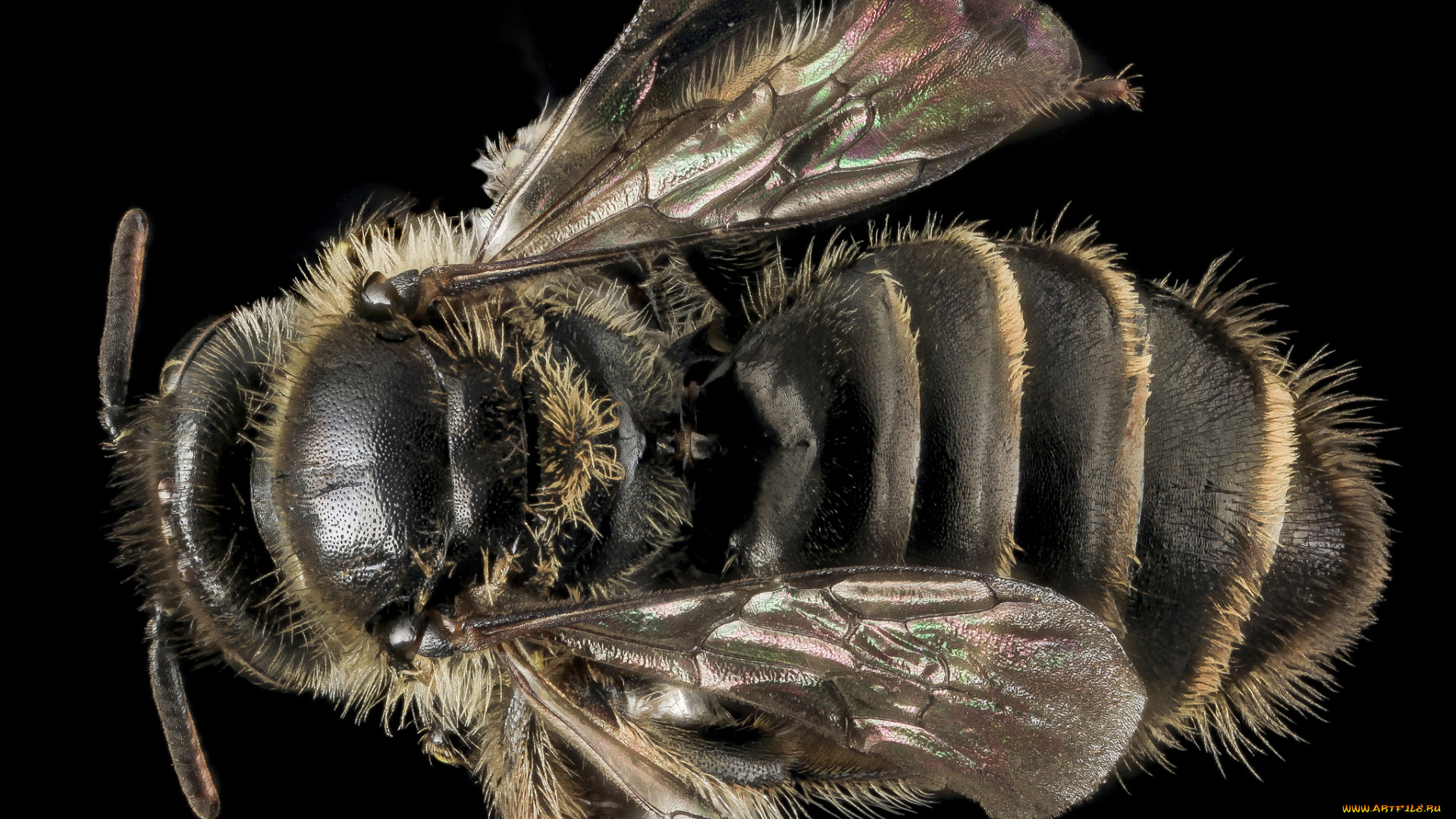 животные, пчелы, , осы, , шмели, насекомое, макросъемка