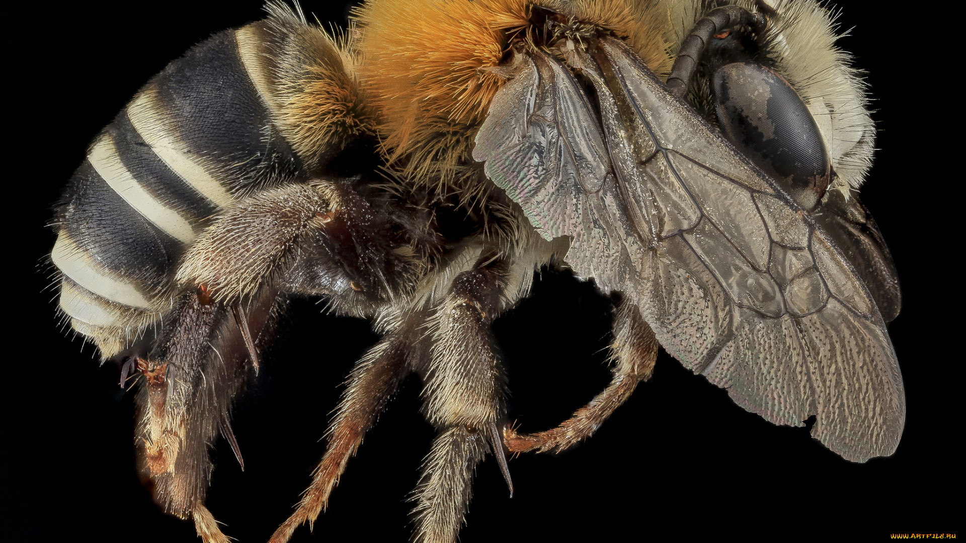 животные, пчелы, , осы, , шмели, насекомое, макросъемка