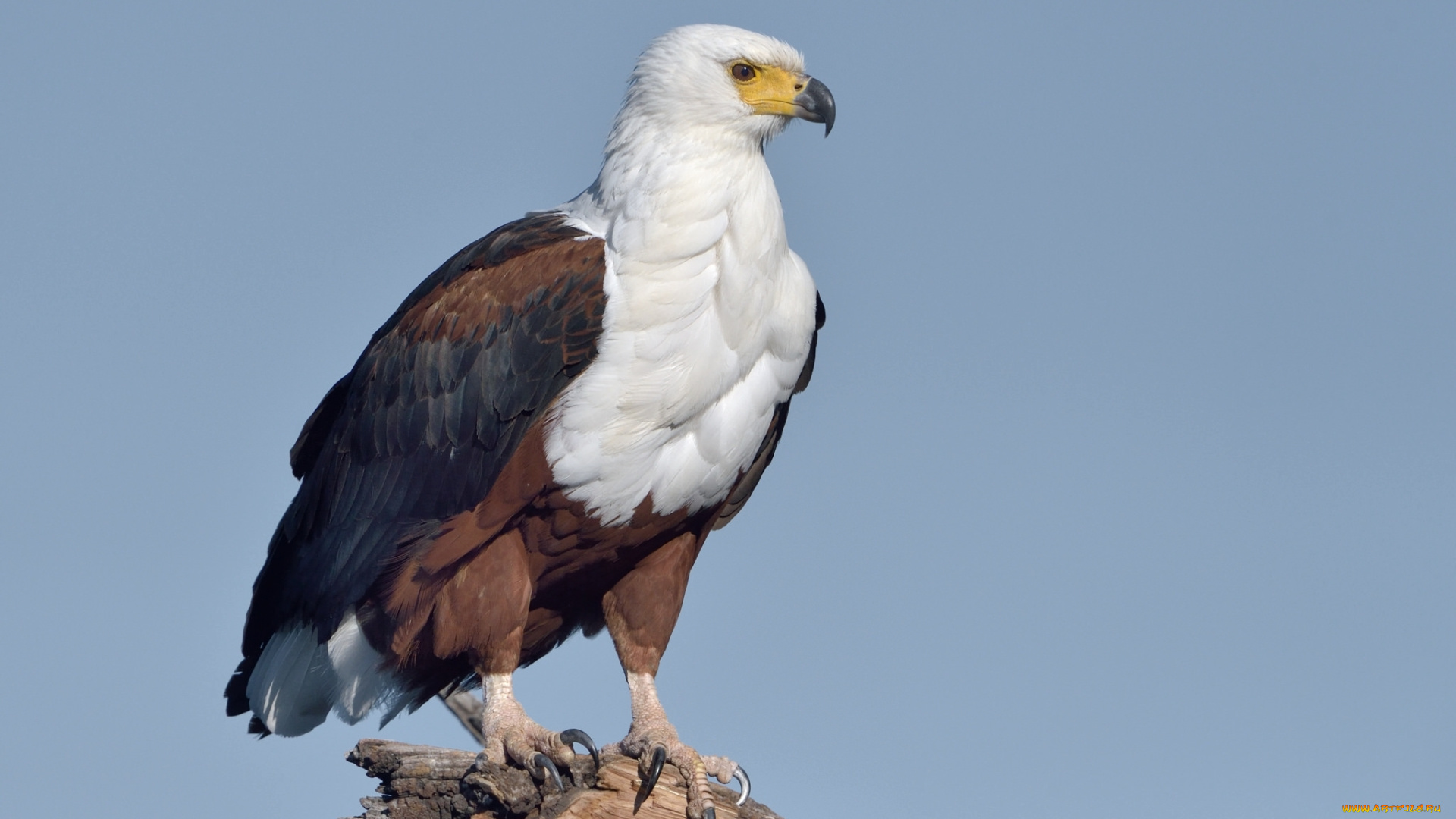 животные, птицы, -, хищники, орел