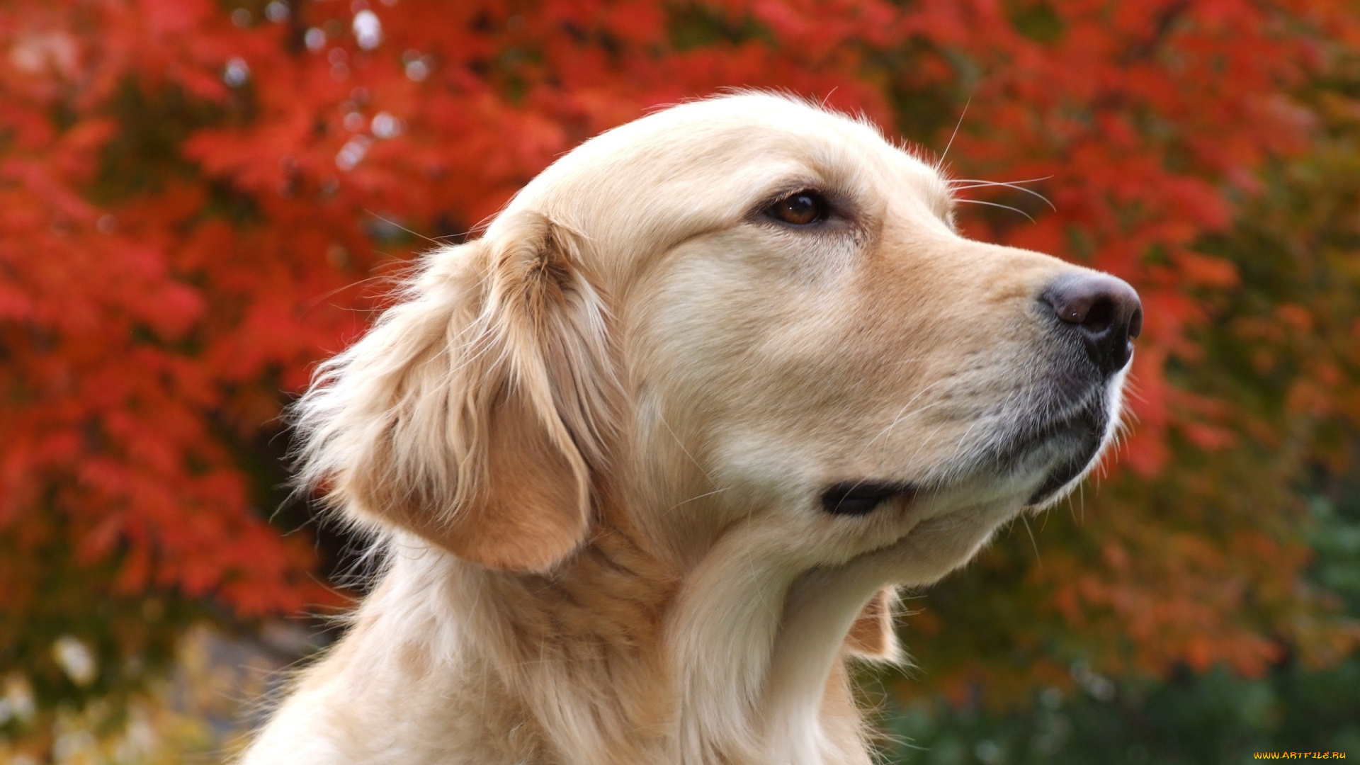 животные, собаки, голова, деревья, листья, лабрадор, собака, осень
