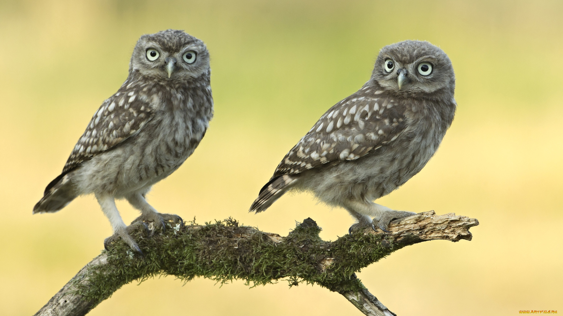 животные, совы, пара