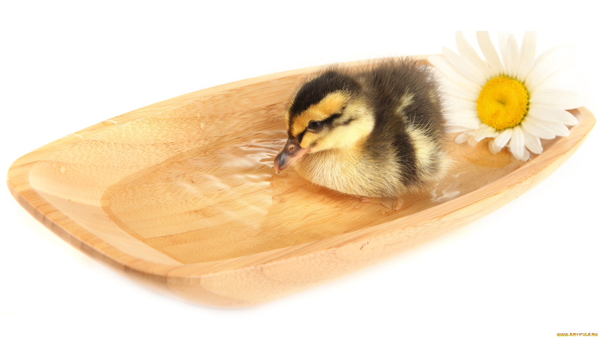 животные, утки, утенок