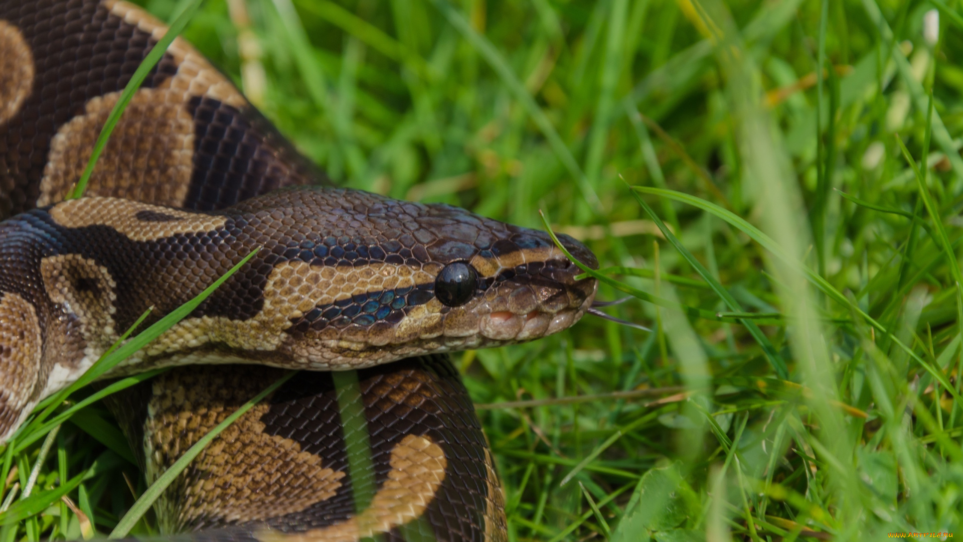 животные, змеи, , питоны, , кобры, чешуя, трава, питон