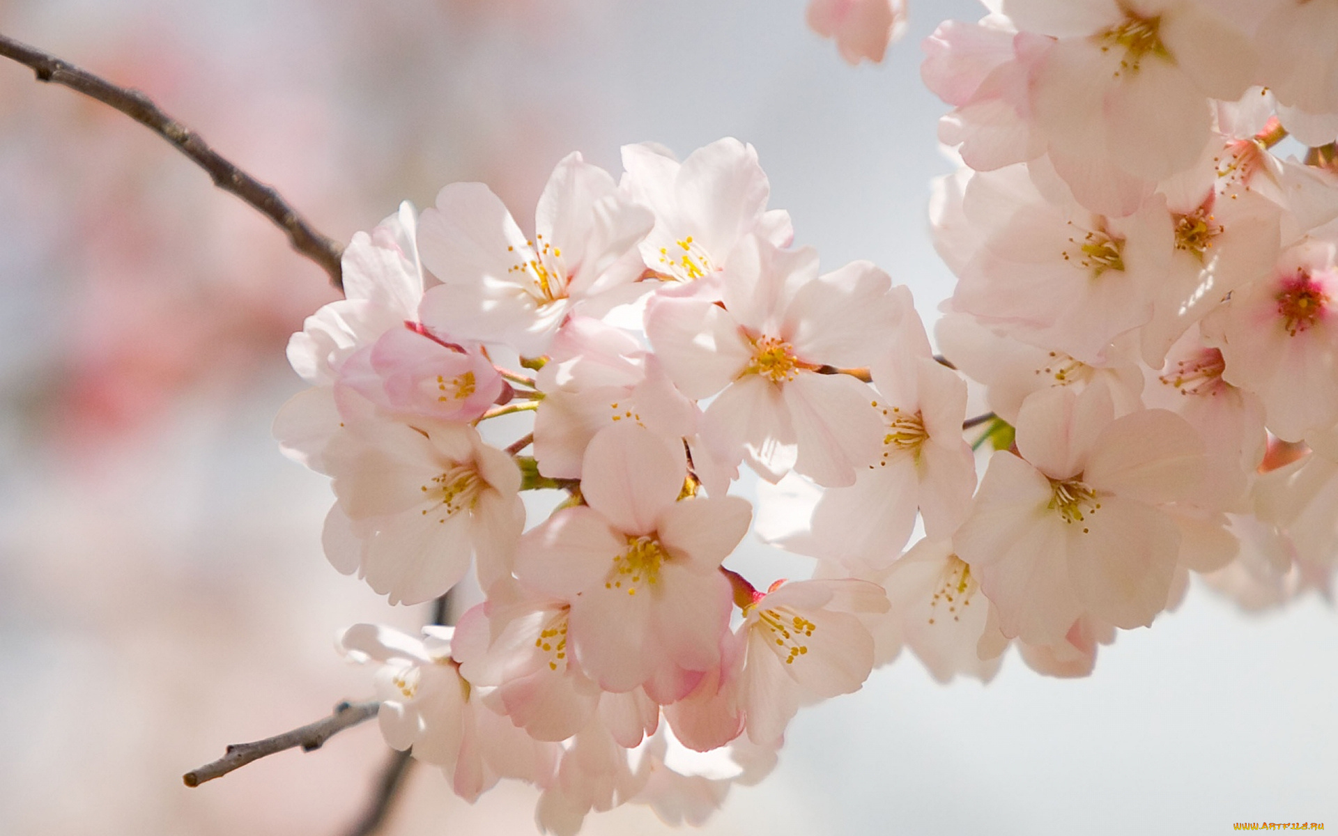 цветы, цветущие, деревья, , , кустарники, ветка