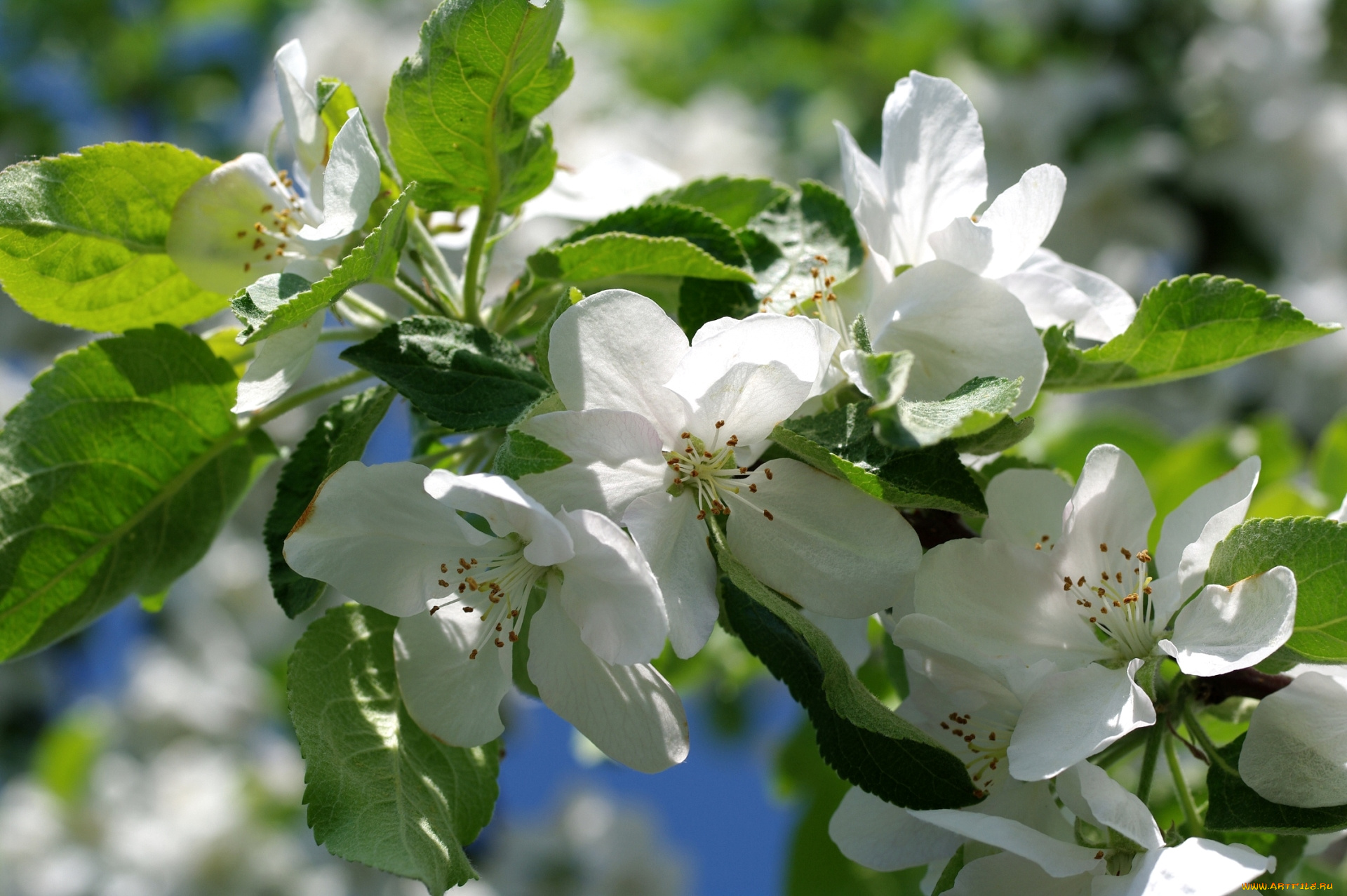 цветы, цветущие, деревья, , , кустарники, весна