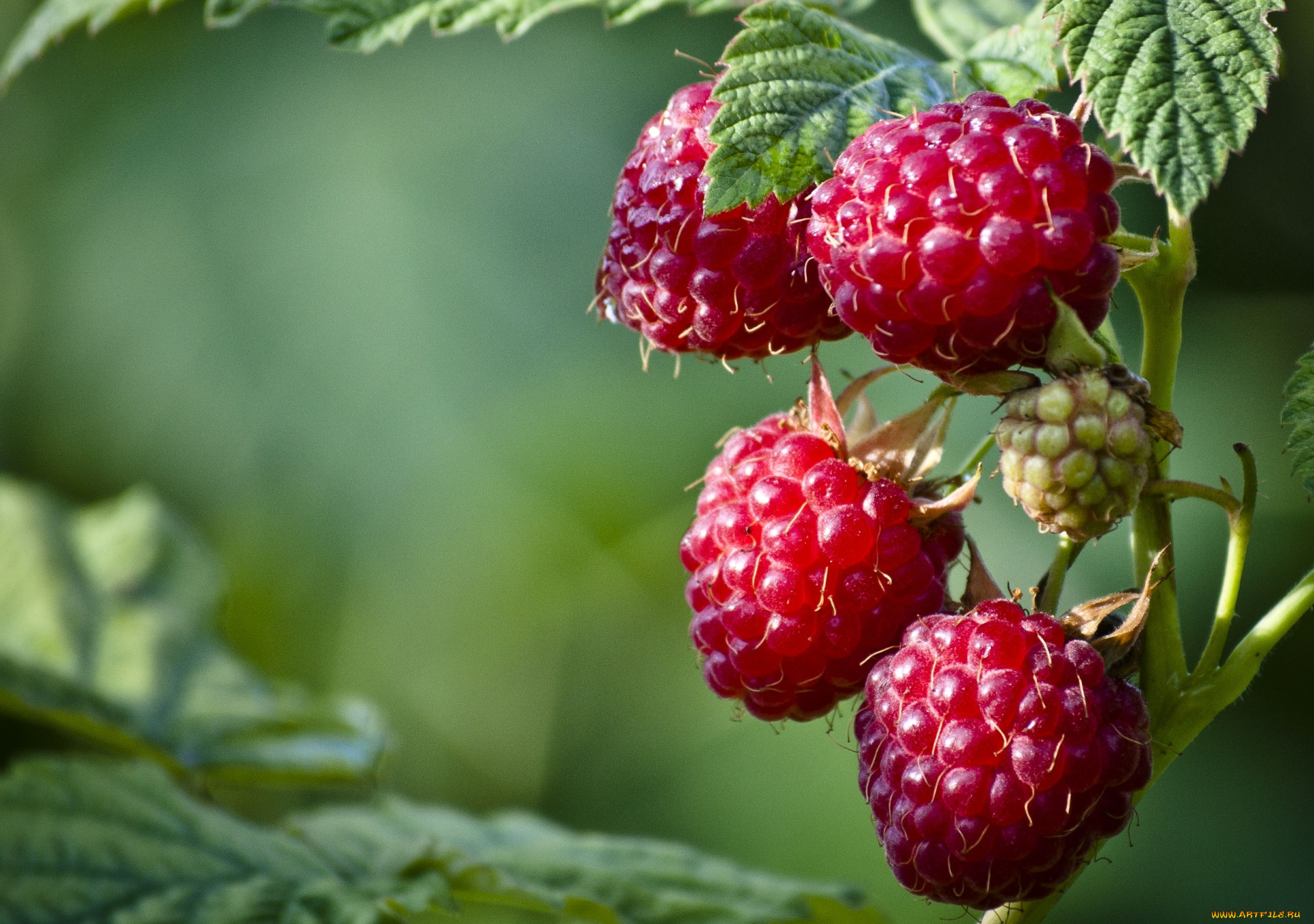 природа, Ягоды, малина