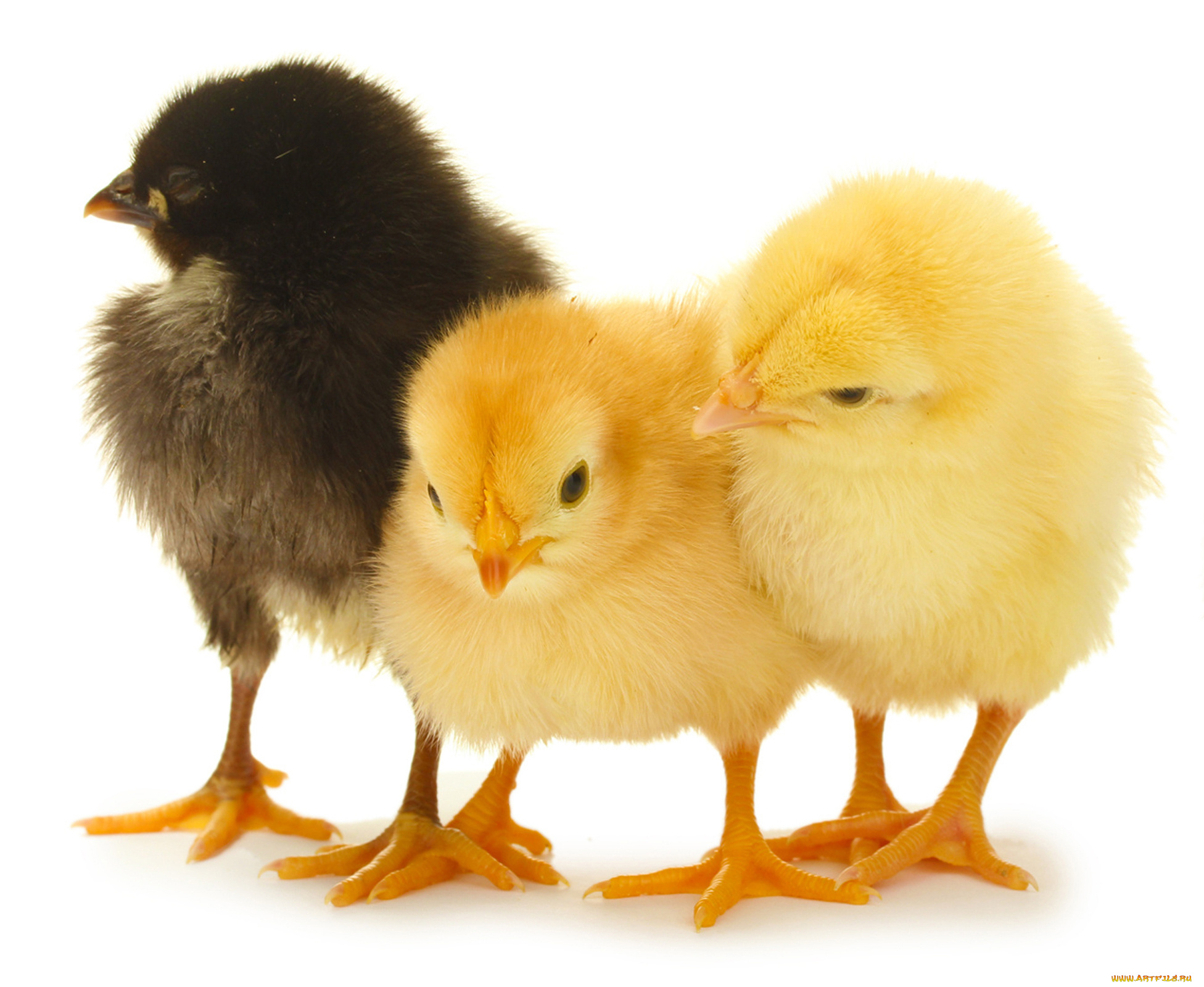 животные, куры, , петухи, трио