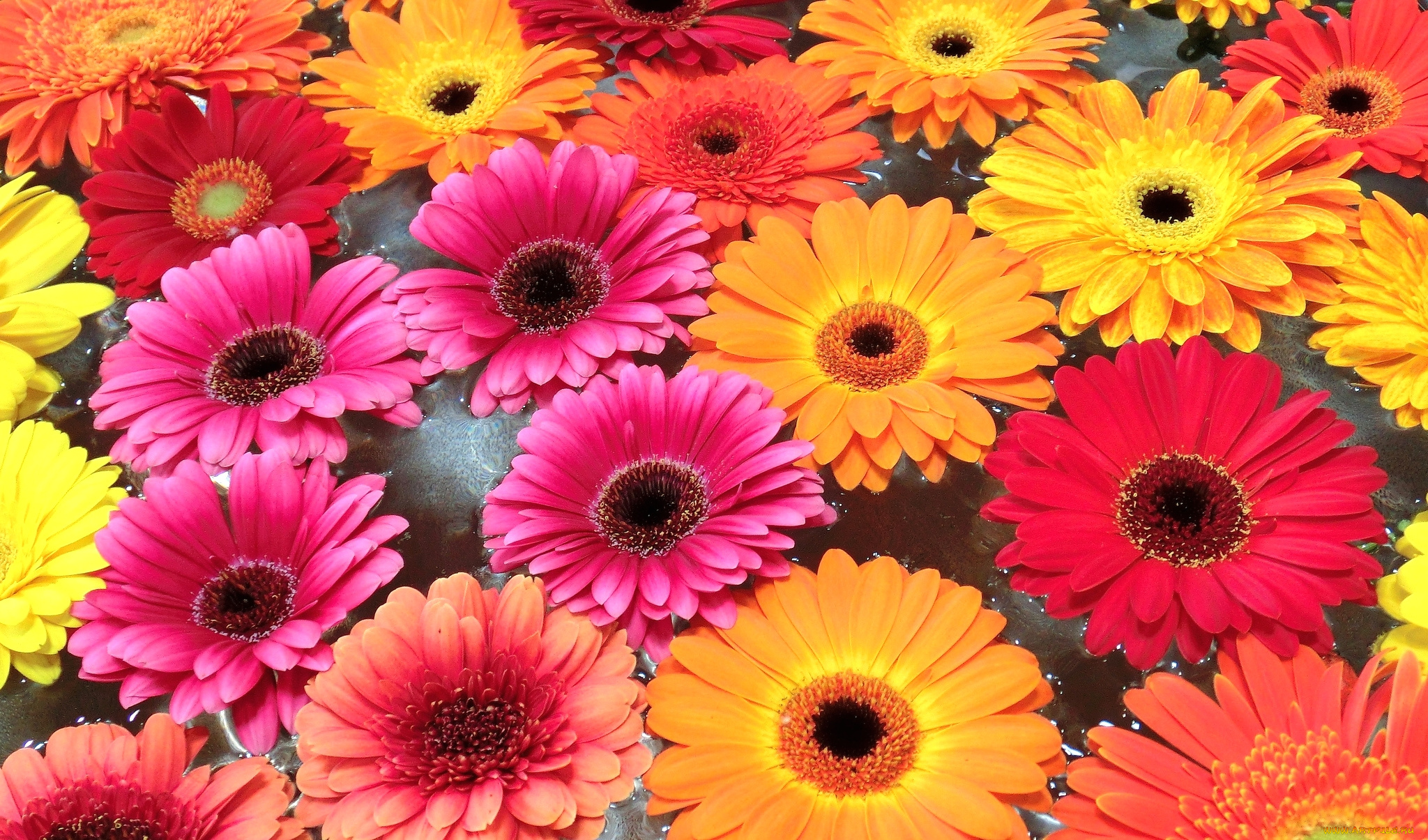 цветы, герберы, много