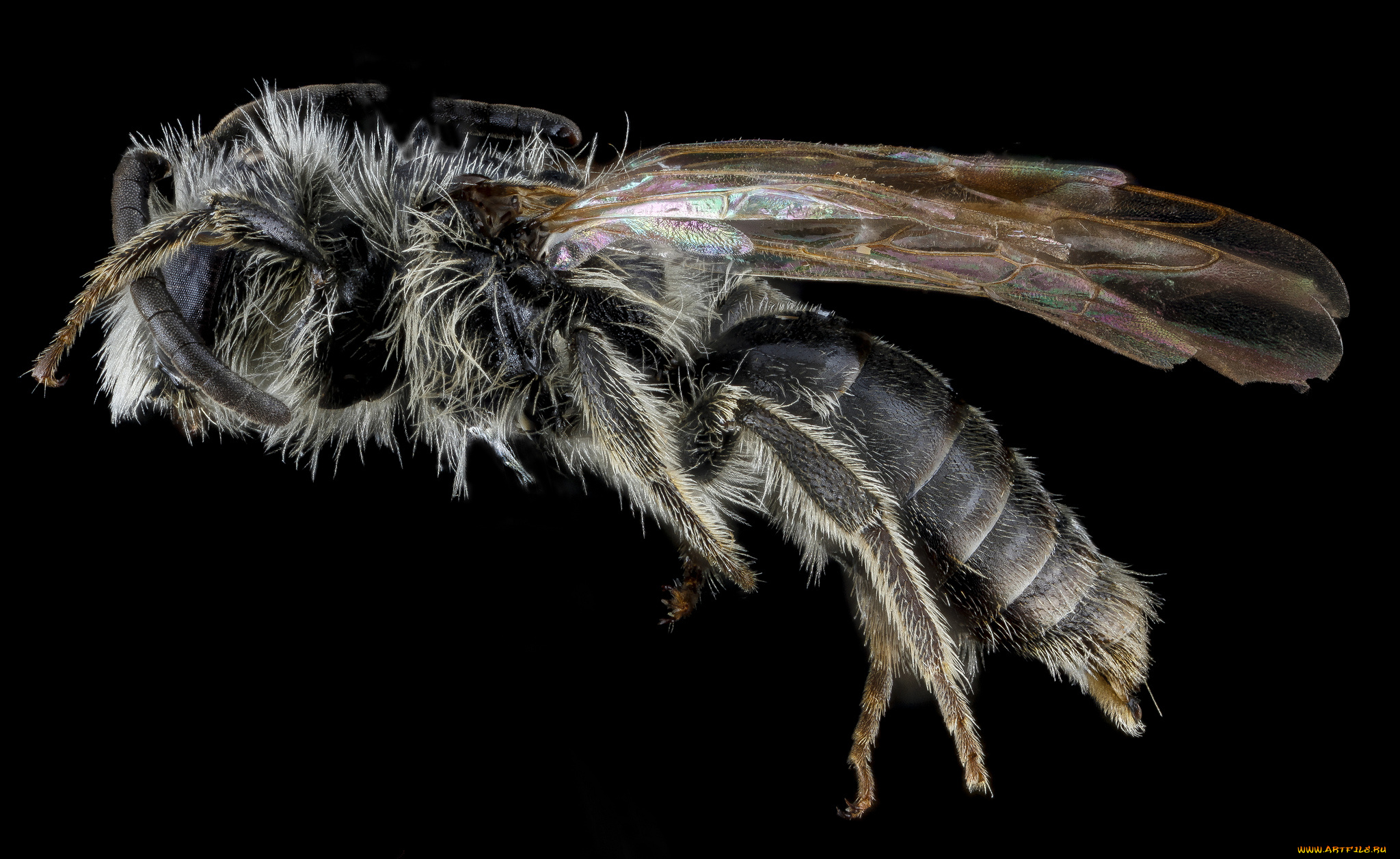 животные, насекомые, насекомое, макросъемка