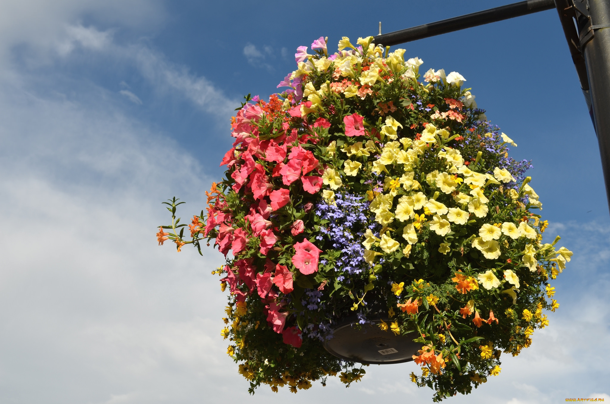 цветы, разные, вместе, петуния, лобелия