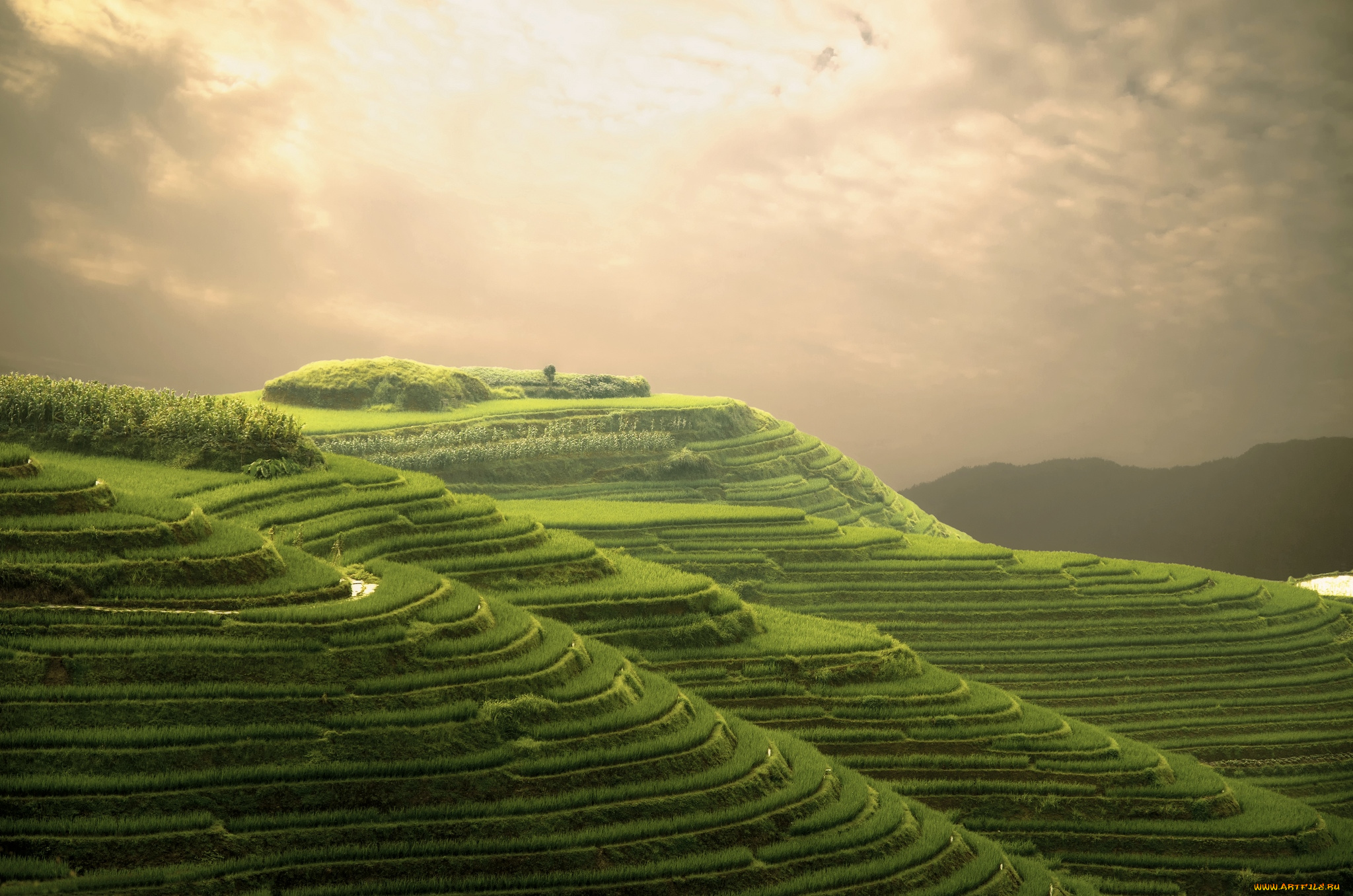 природа, поля, терассы