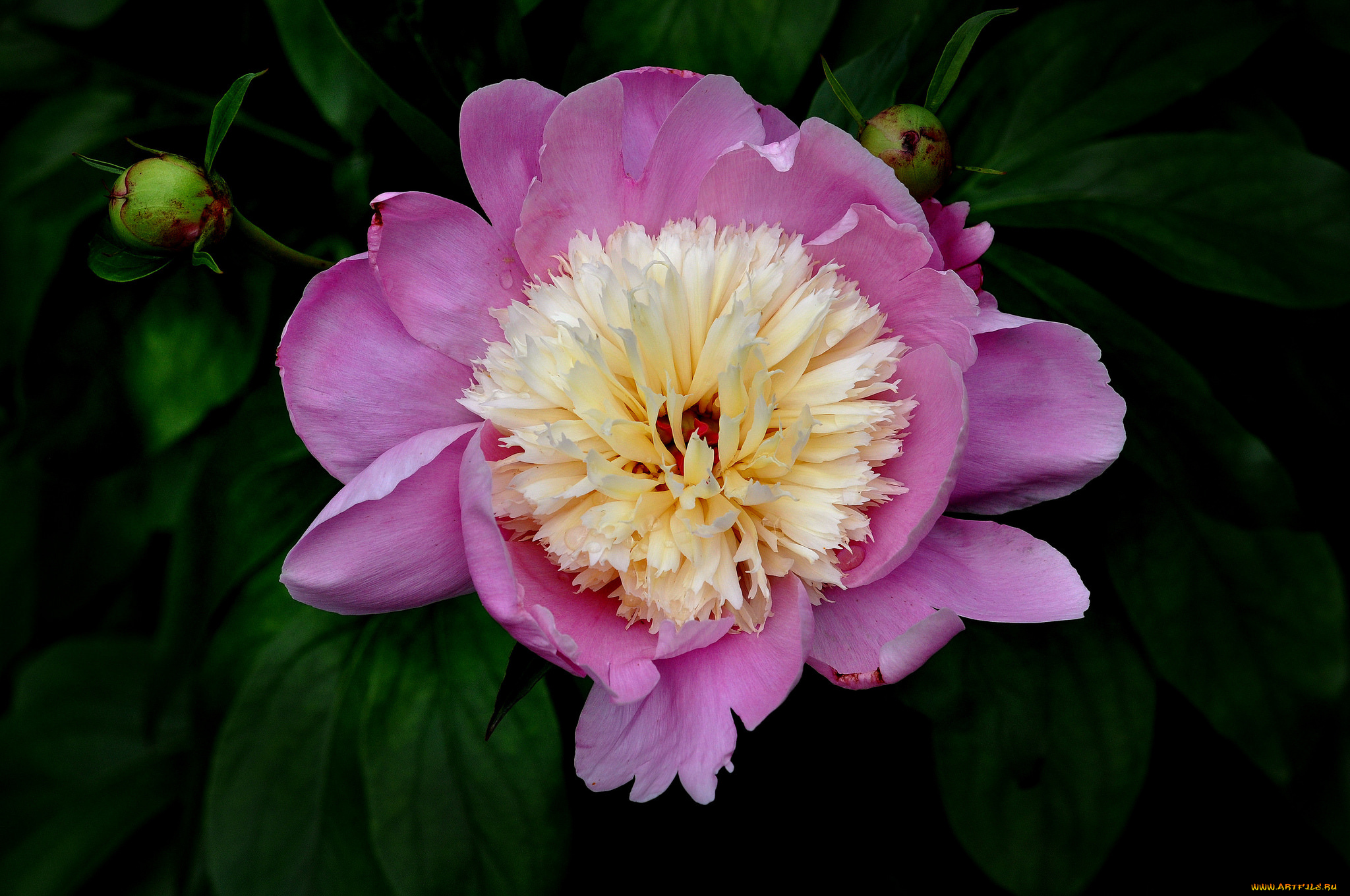 цветы, пионы, макро