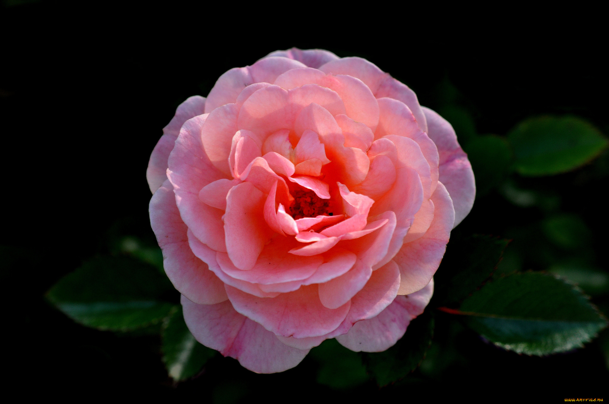 цветы, розы, розовый