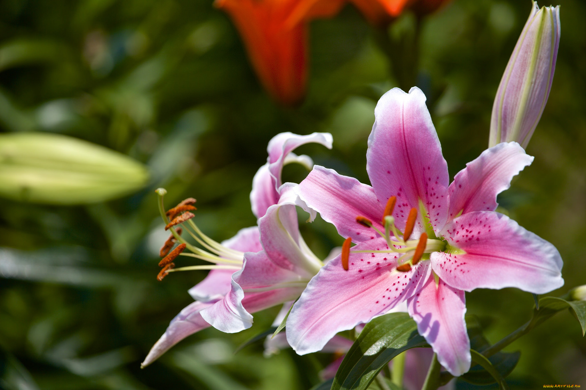 цветы, лилии, , лилейники, розовый