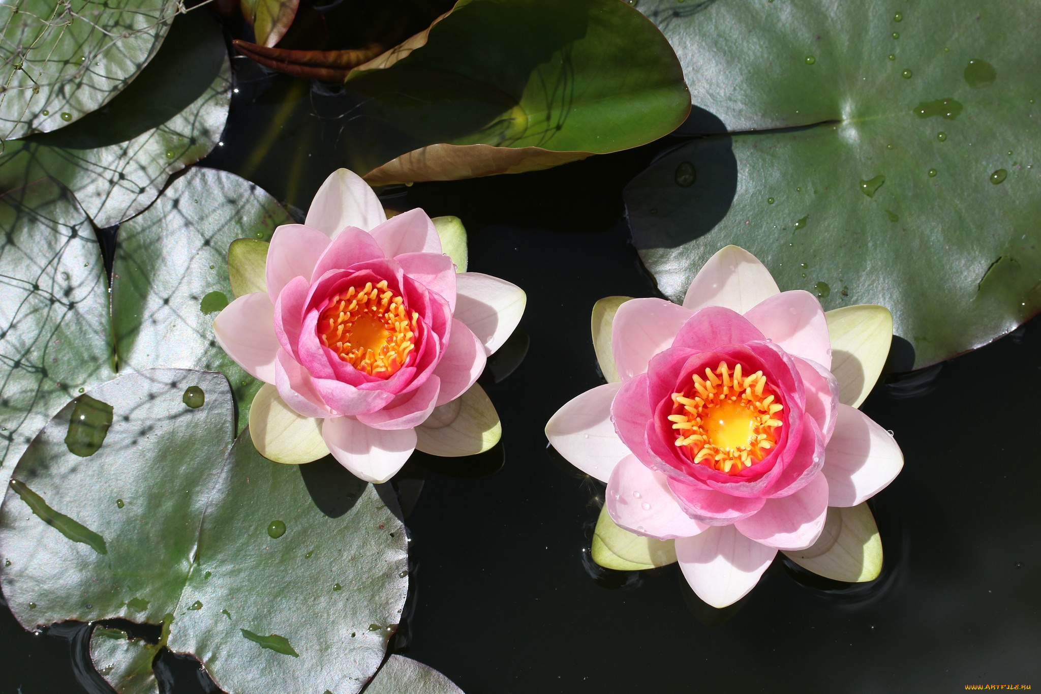 цветы, лилии, водяные, , нимфеи, , кувшинки, розовый