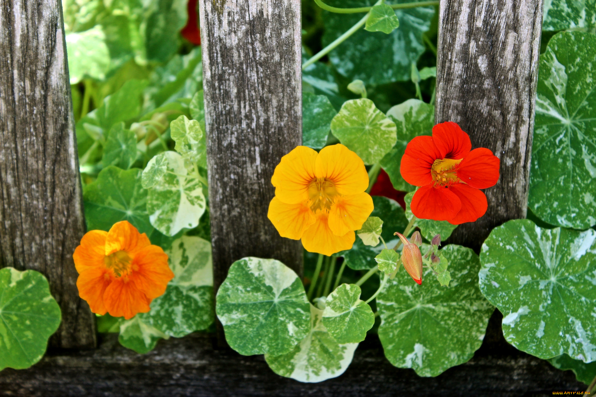 цветы, настурции, забор