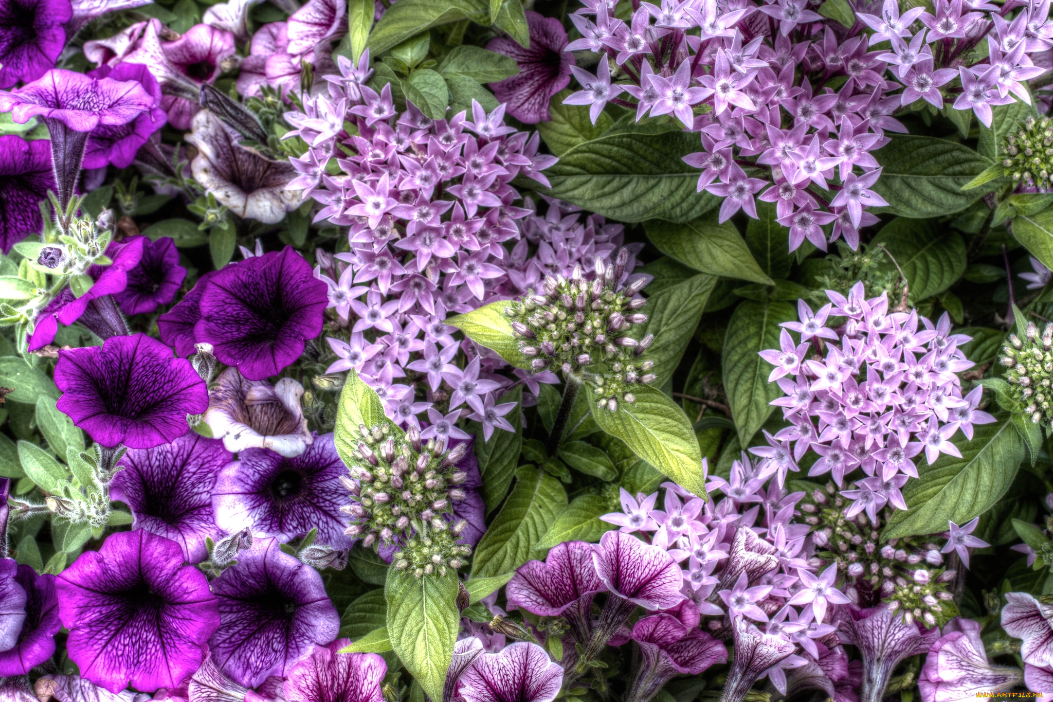 цветы, разные, вместе, петуния