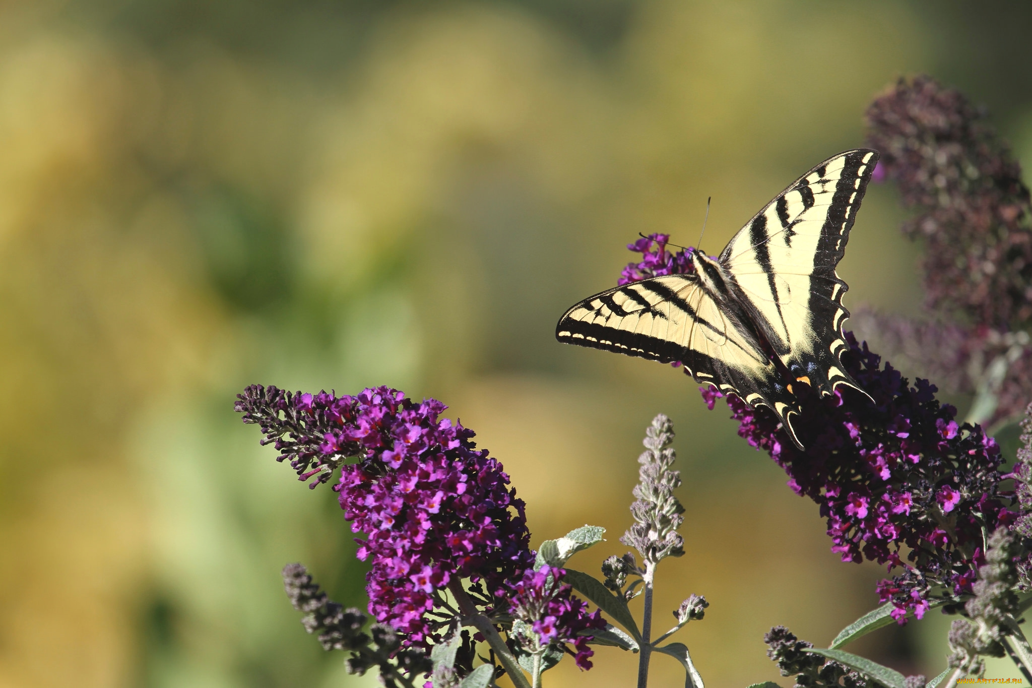 животные, бабочки, крылья