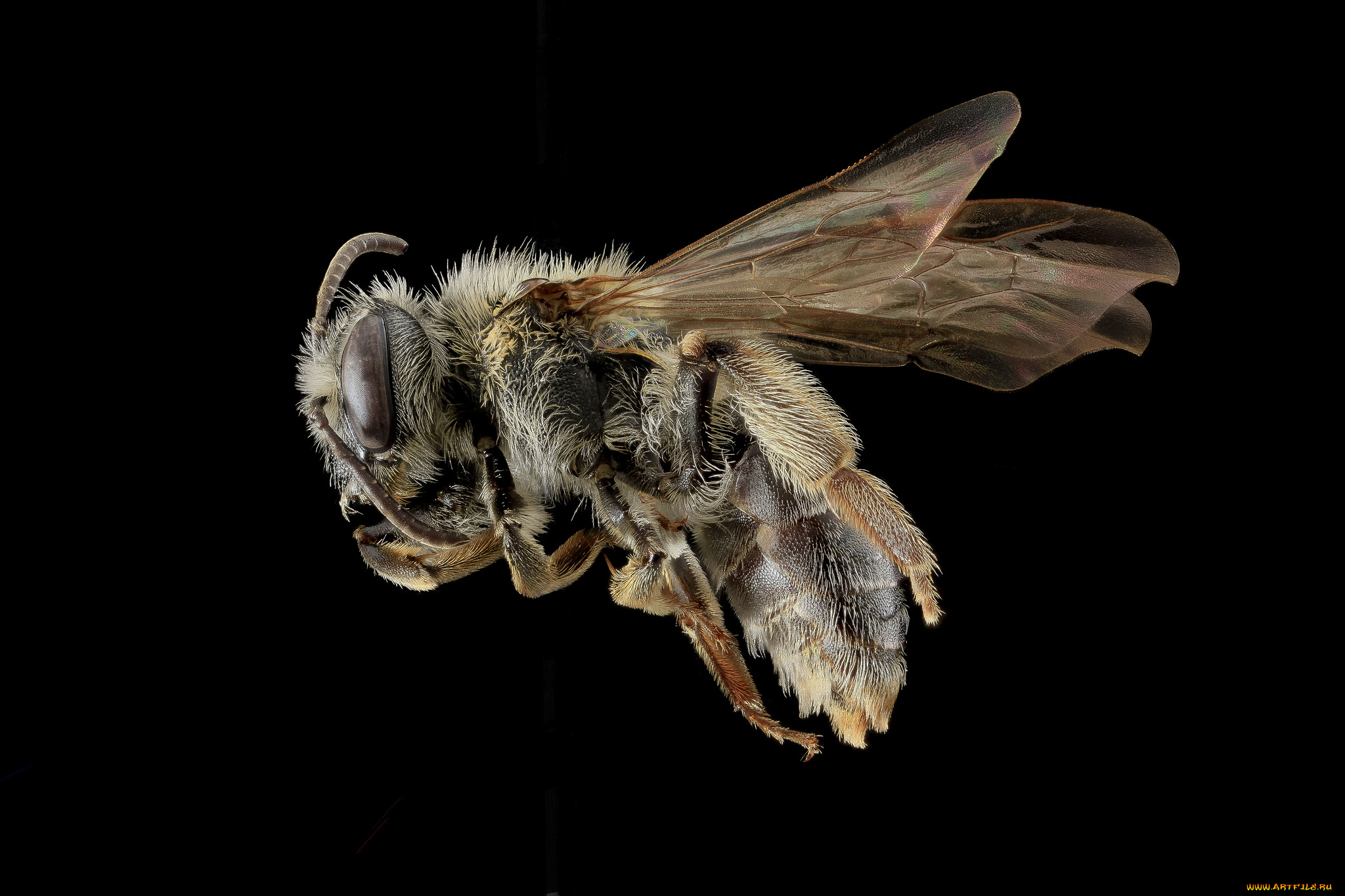 животные, насекомые, насекомое, макросъемка