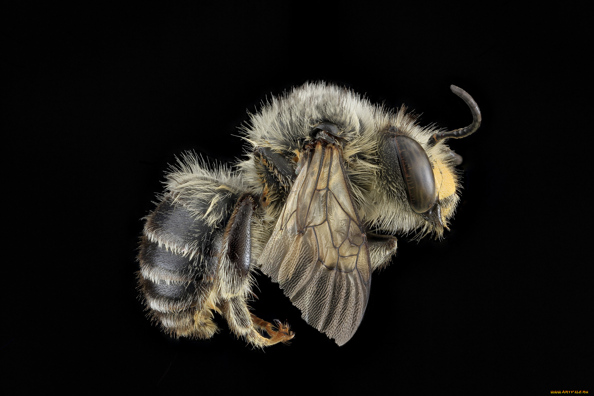 животные, пчелы, , осы, , шмели, насекомое, макросъемка