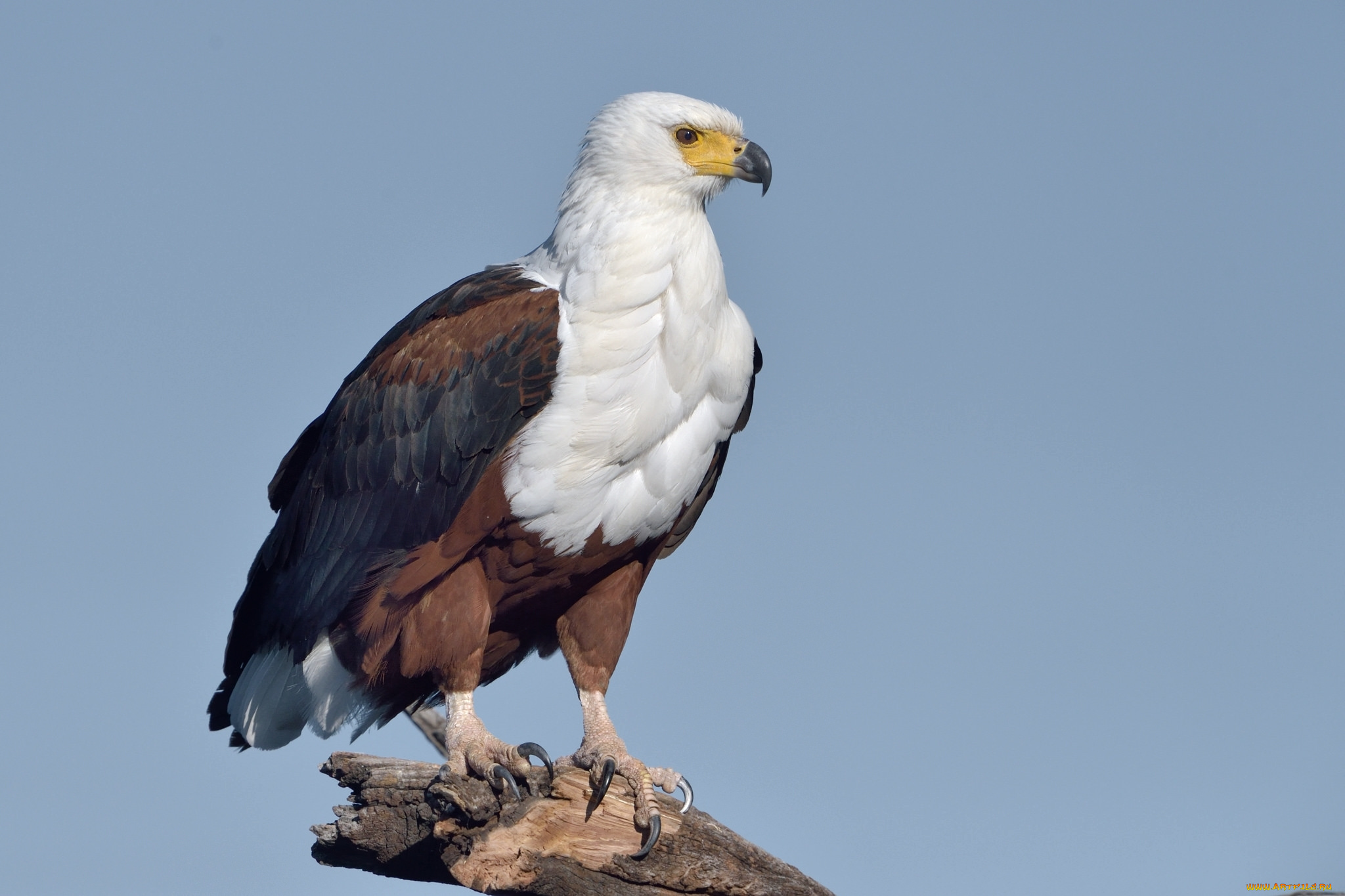 животные, птицы, -, хищники, орел