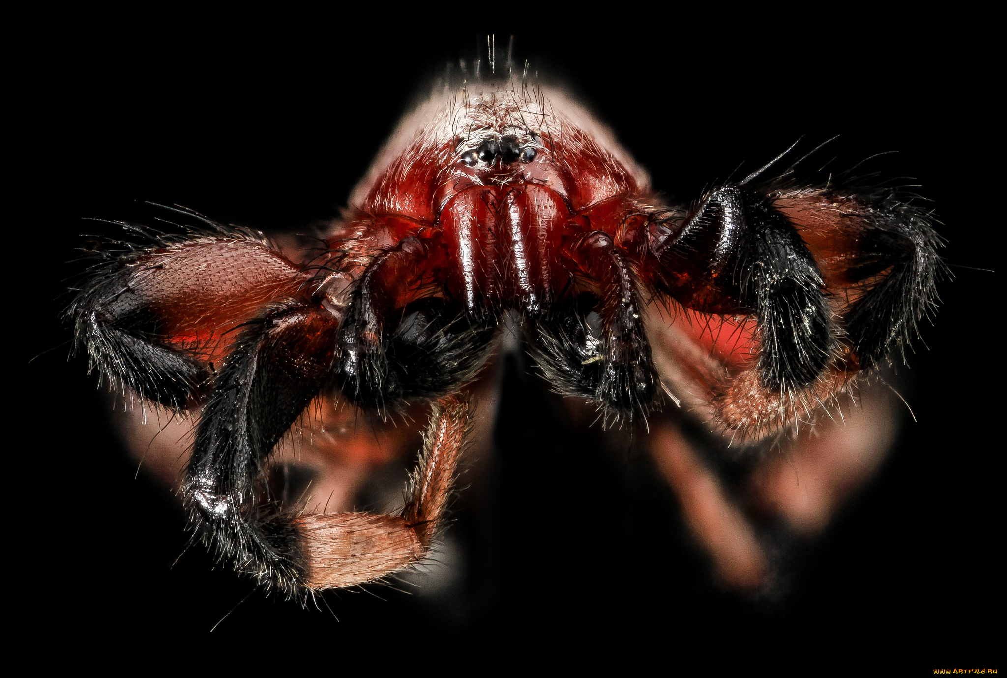 животные, пауки, насекомое, макросъемка