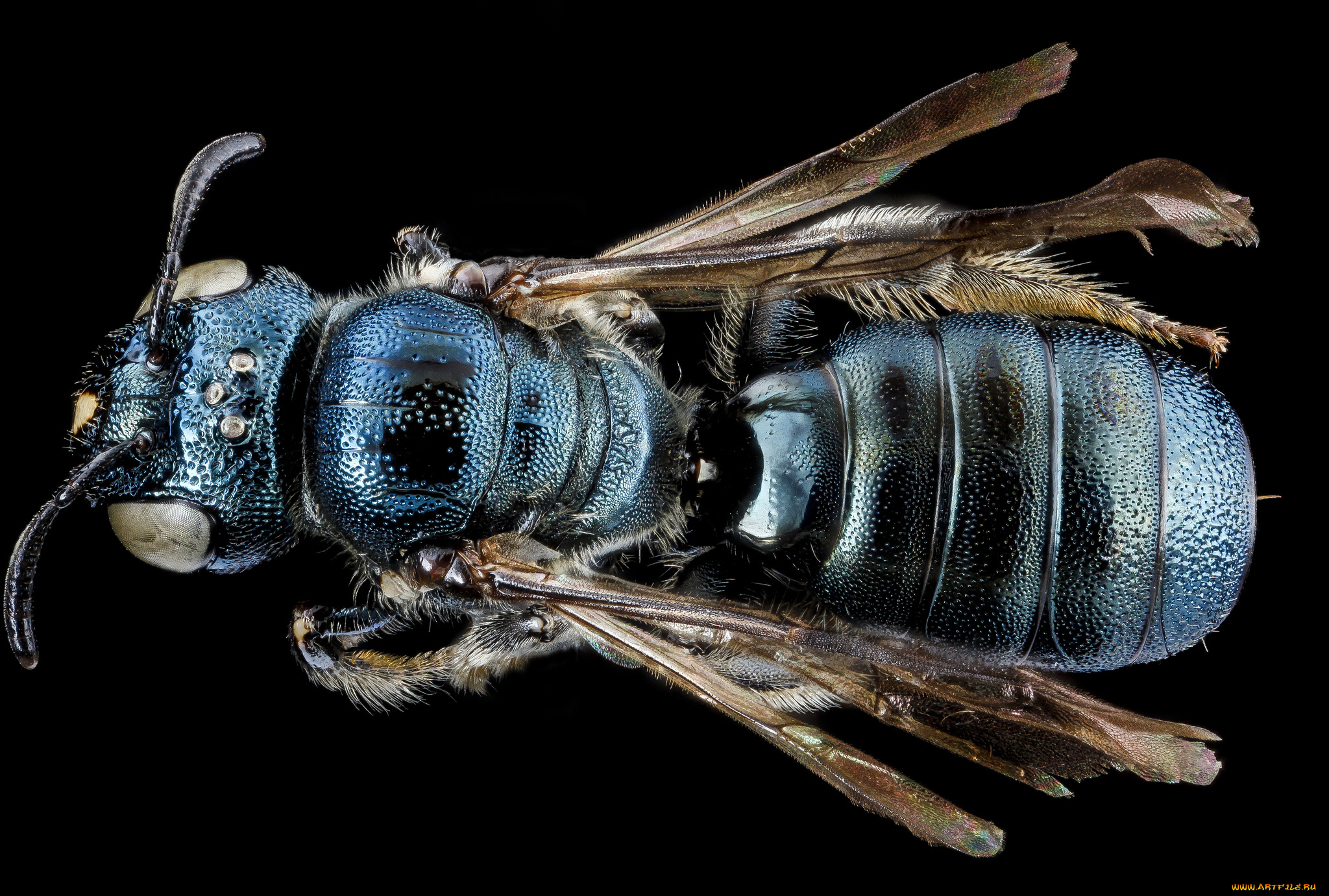 животные, насекомые, макросъемка, насекомое