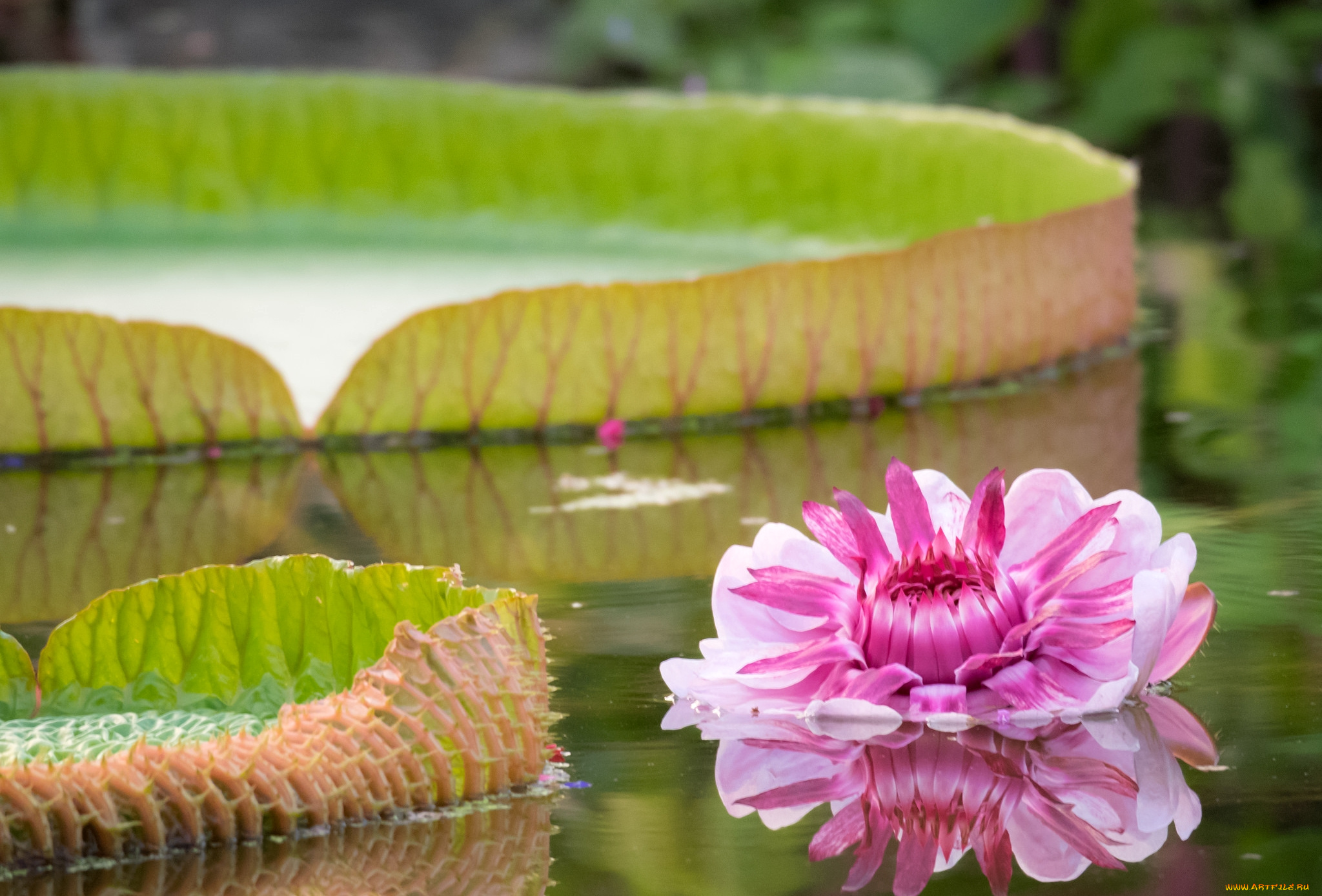 цветы, лилии, водяные, , нимфеи, , кувшинки, розовый