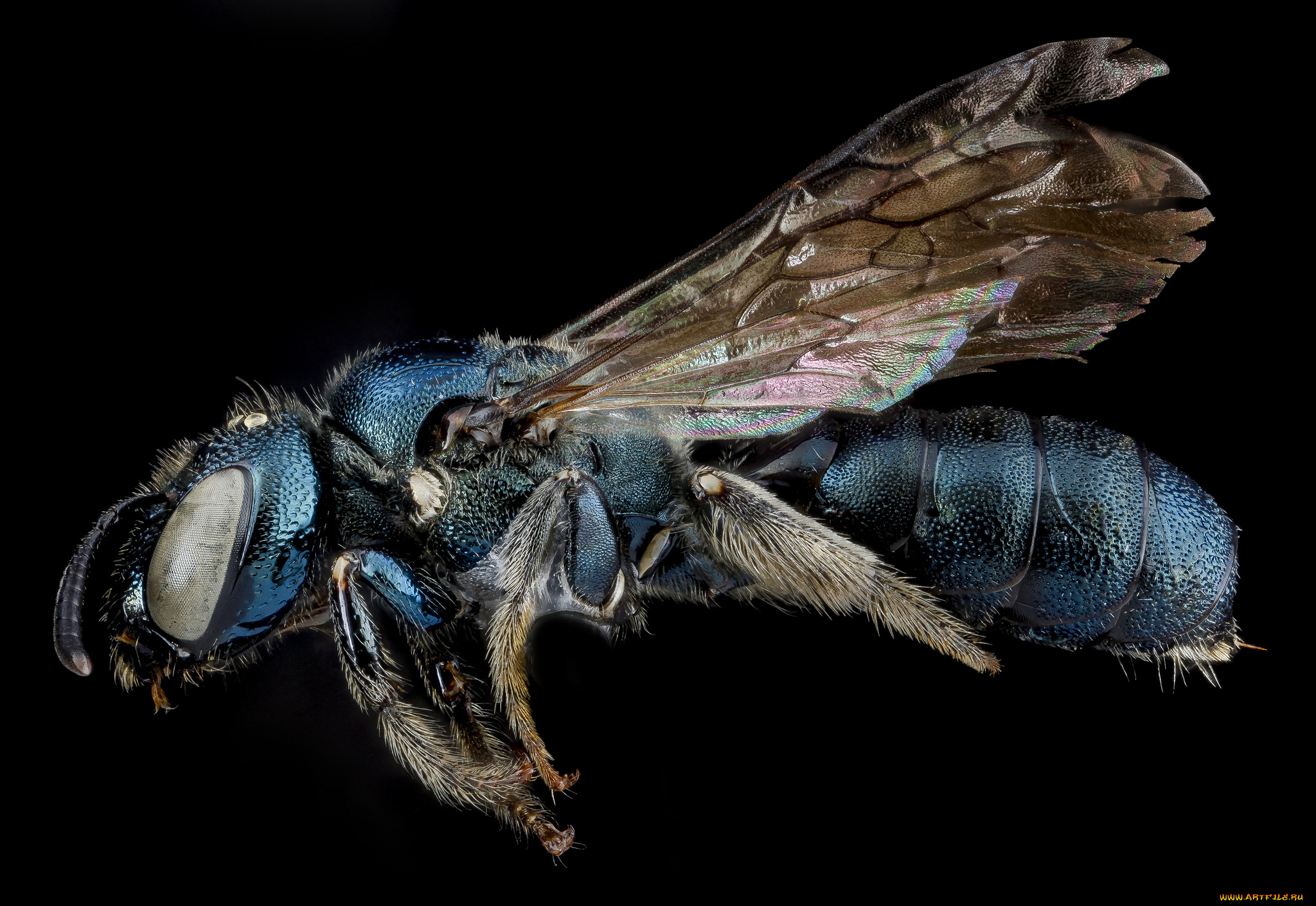 животные, насекомые, макросъемка, насекомое