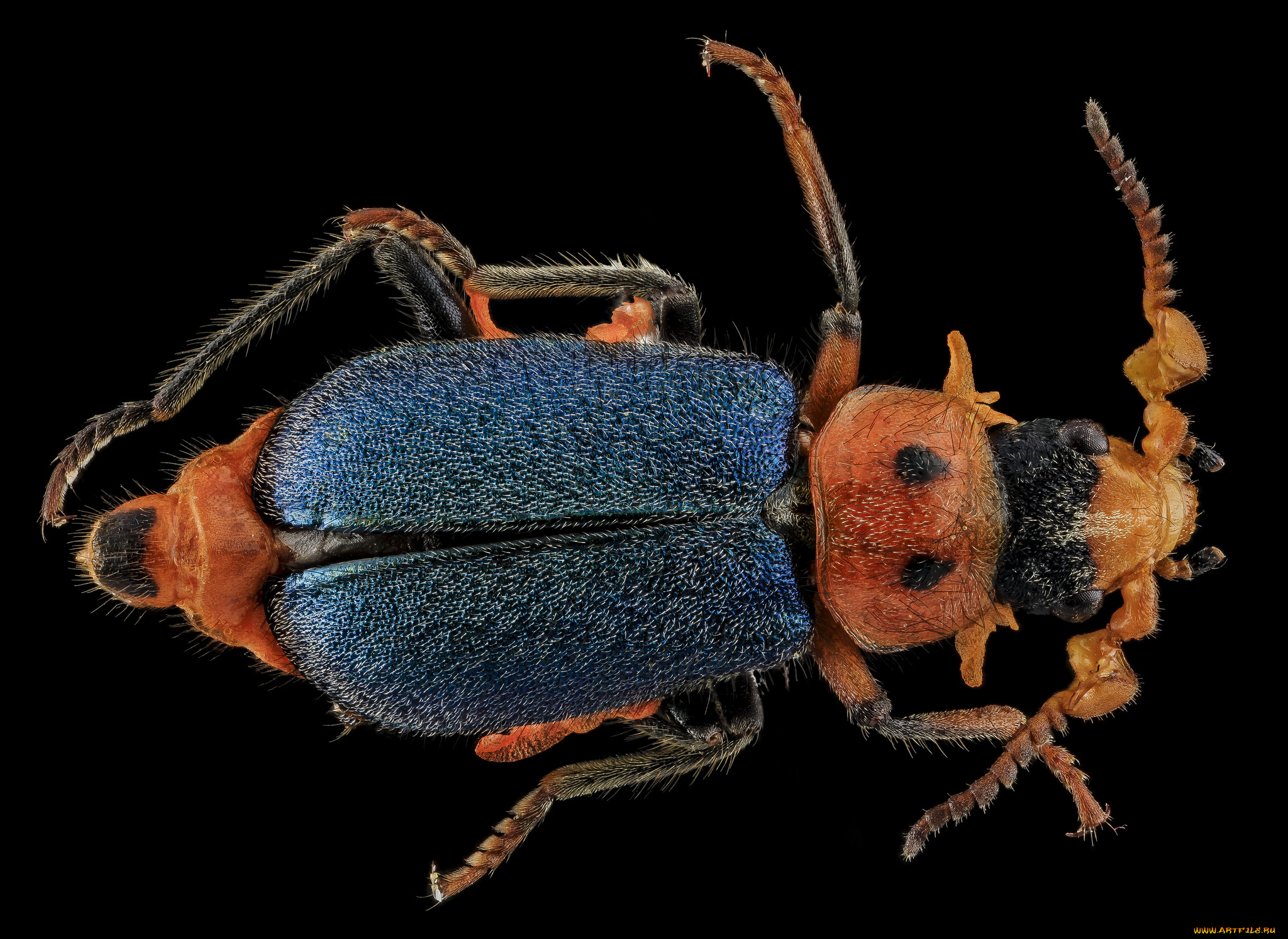 животные, насекомые, насекомое, макросъемка