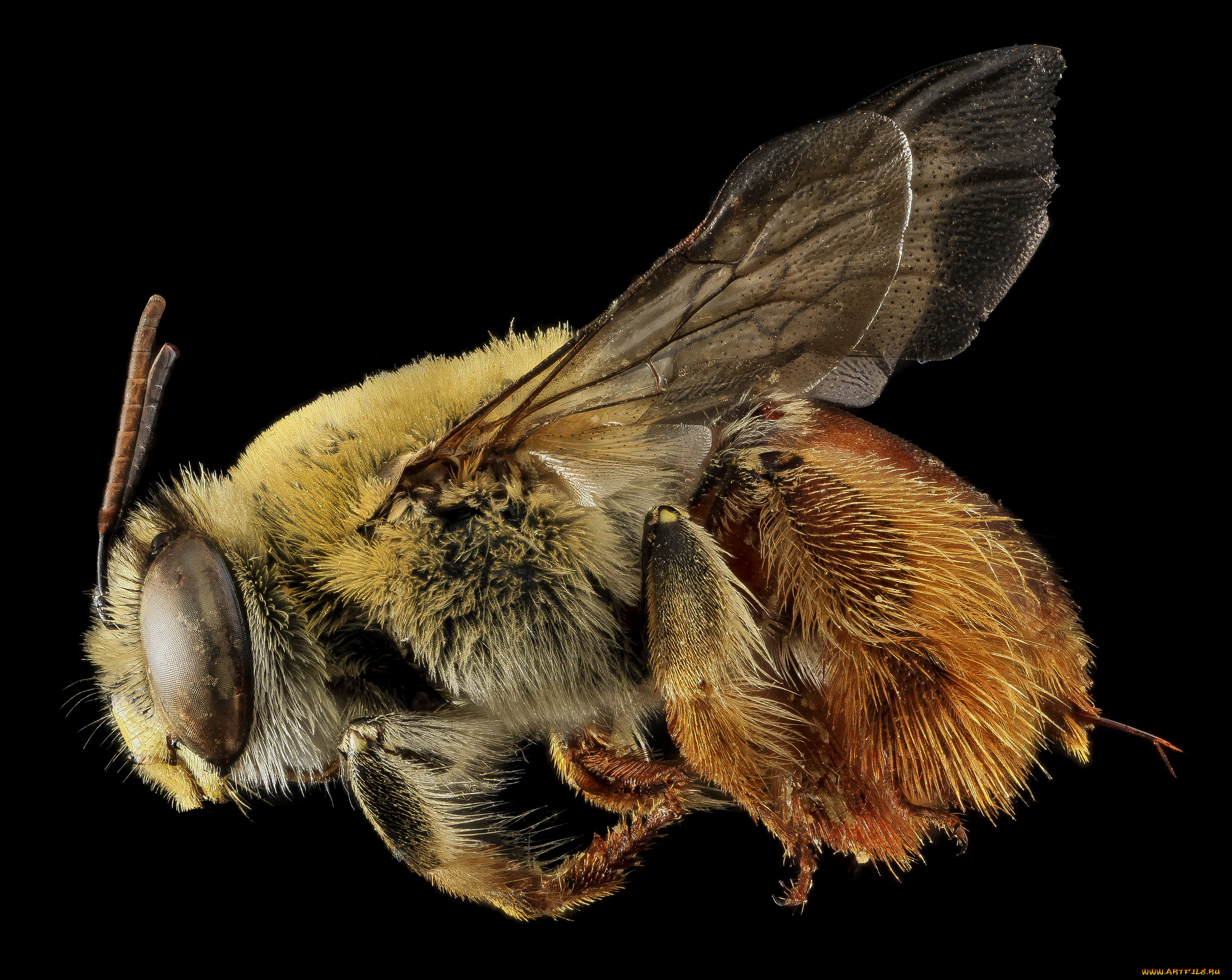 животные, пчелы, , осы, , шмели, насекомое, макросъемка