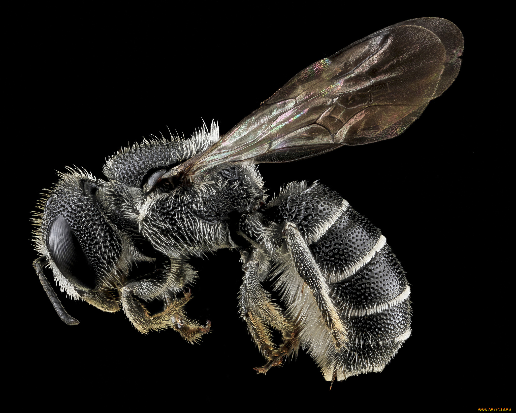 животные, нарвалы, насекомое, макросъемка