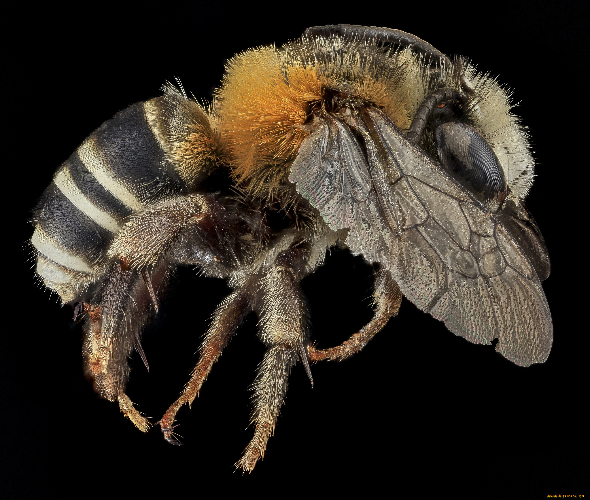 животные, пчелы, , осы, , шмели, насекомое, макросъемка