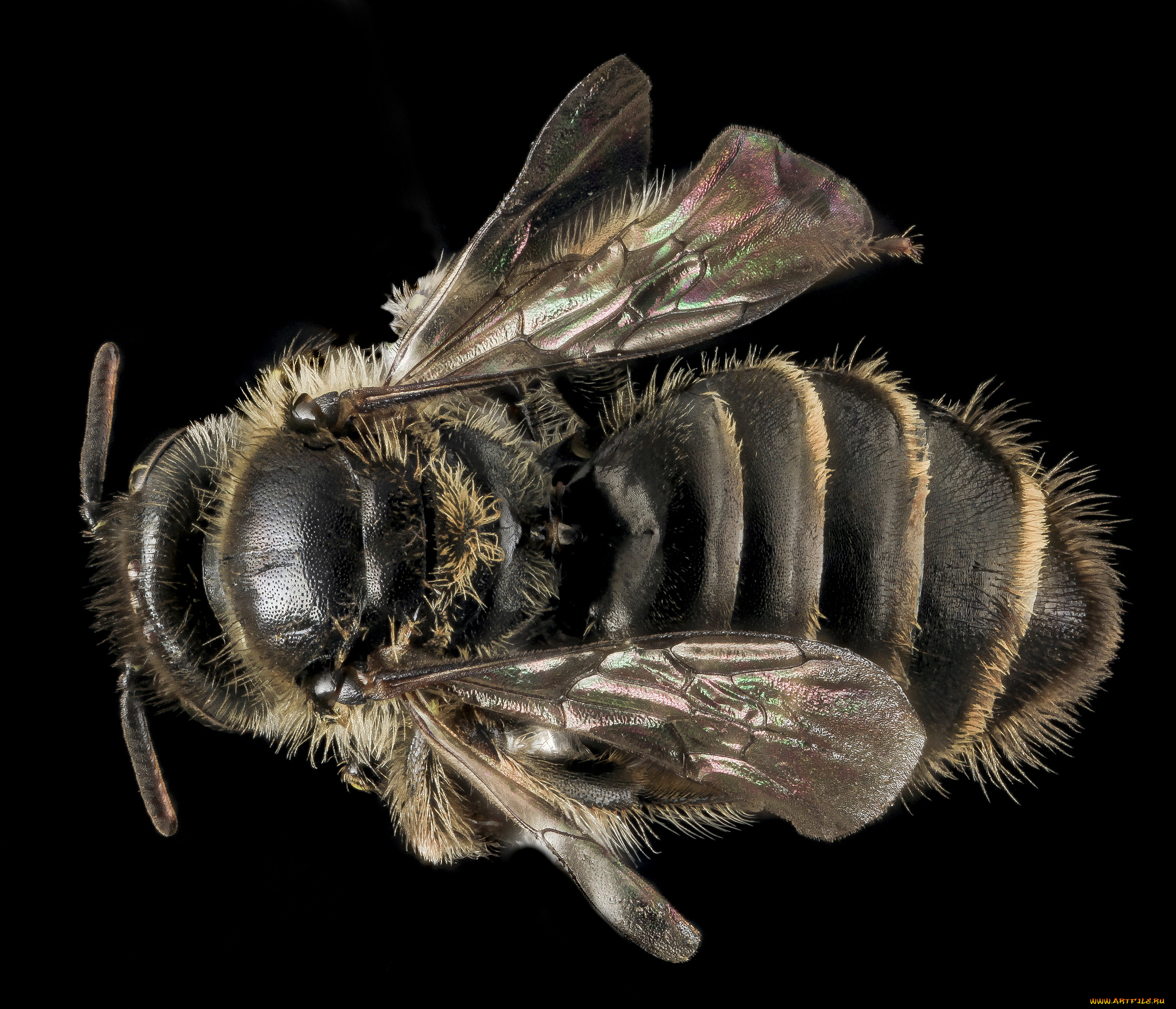 животные, пчелы, , осы, , шмели, насекомое, макросъемка