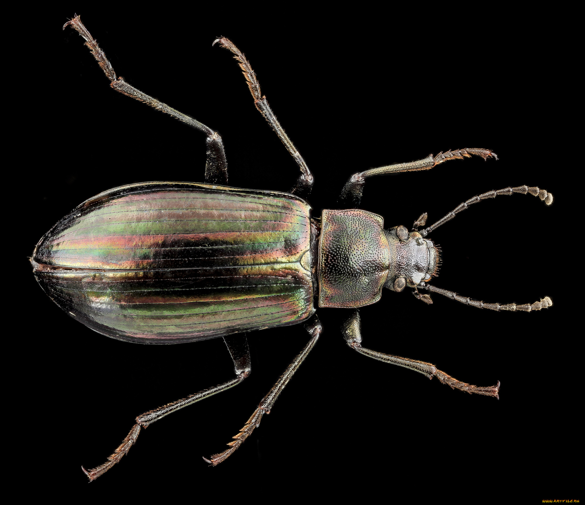 животные, насекомые, насекомое, макросъемка