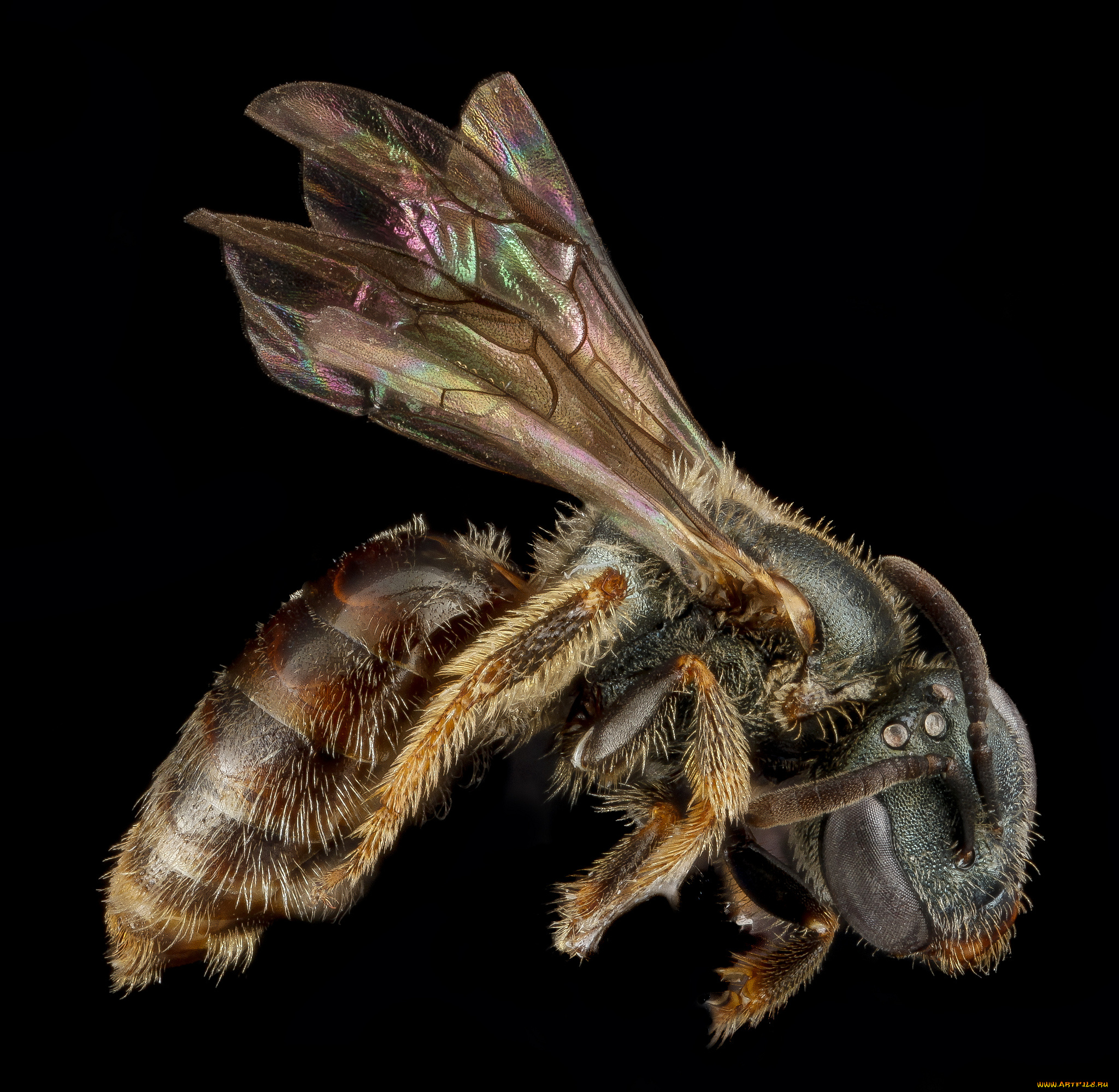 животные, насекомые, насекомое, макросъемка