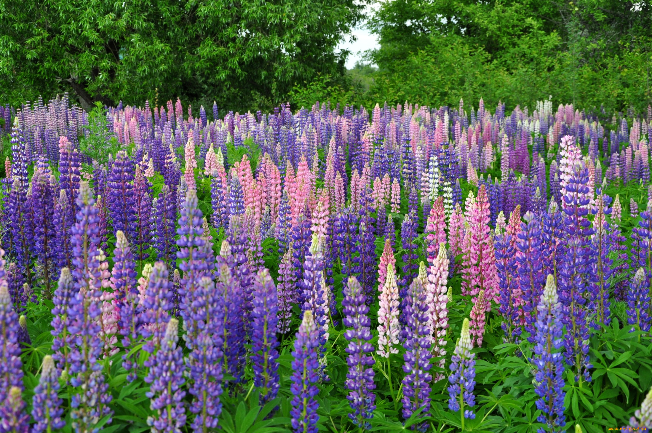 цветы, люпин, много