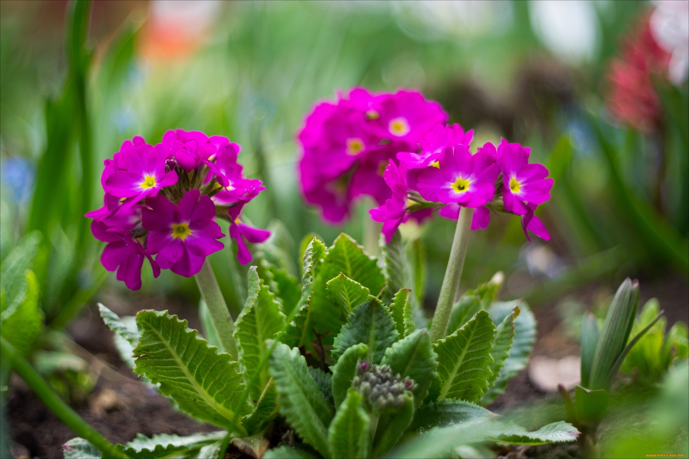 цветы, примулы, яркий