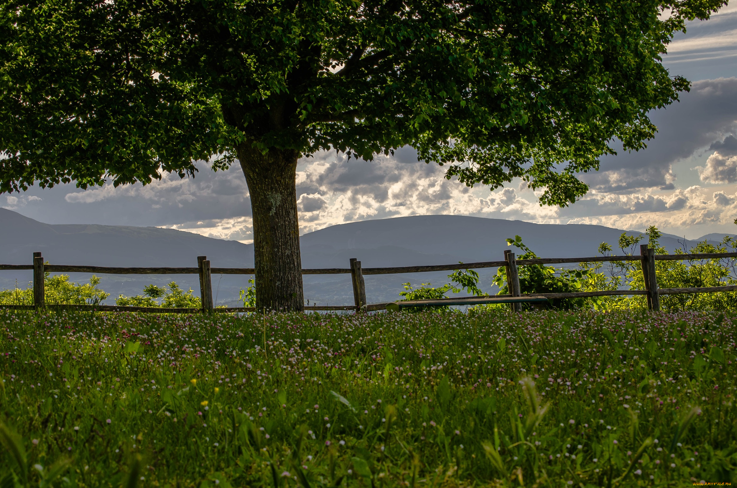 природа, деревья, дерево, луг, клевер, горы, забор